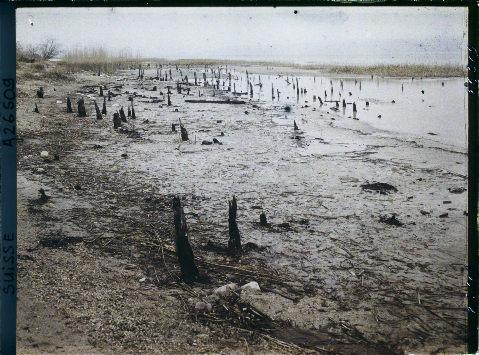 Image représentant Site palafittique préhistorique des Alpes, pieux en bois visibles lors de la baisse des eaux après la grande sécheresse de 1921