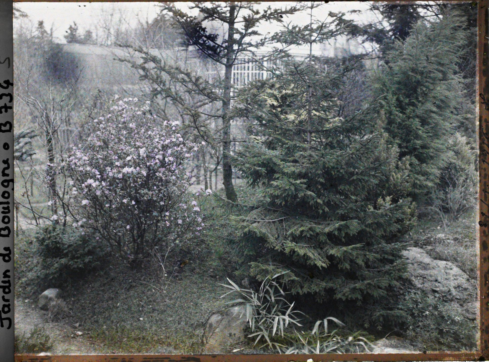 Image représentant Arbuste en fleur planté sur un talus, à la limite du " sanctuaire japonais " et du verger-roseraie