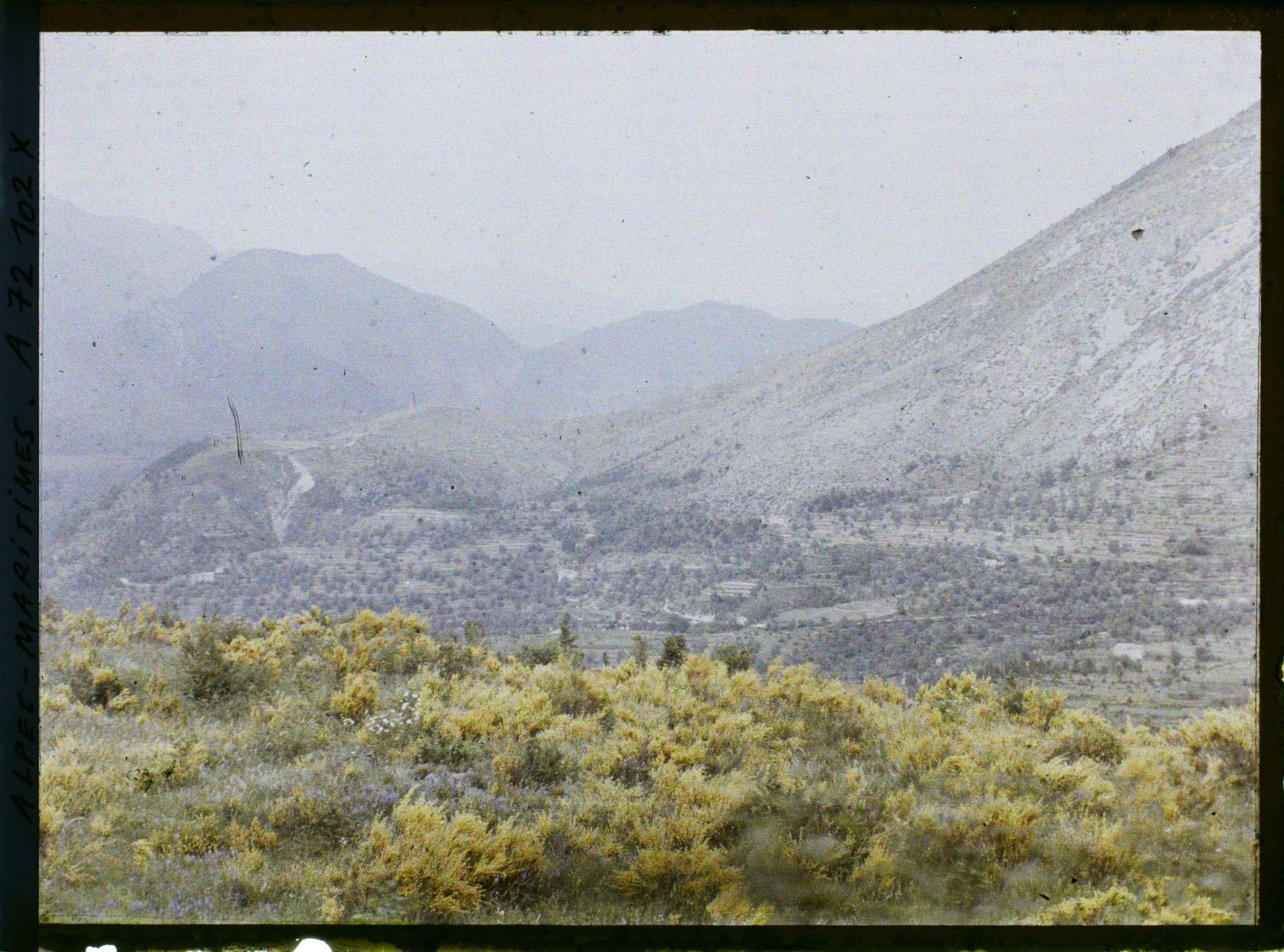 Image représentant Paysage de petite montagne  avec buissons jaunes au premier plan