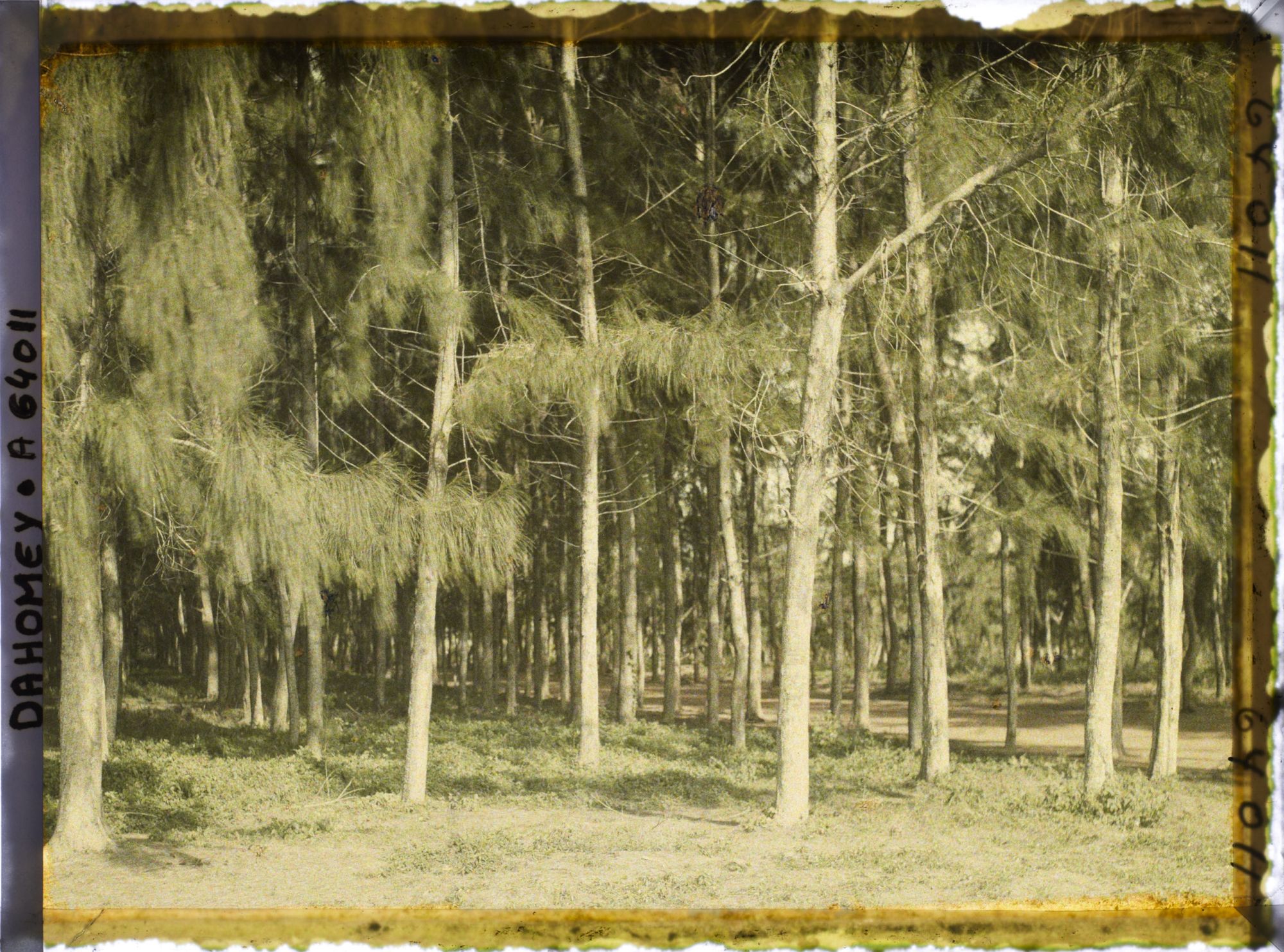 Image représentant Allée bordée de filaos