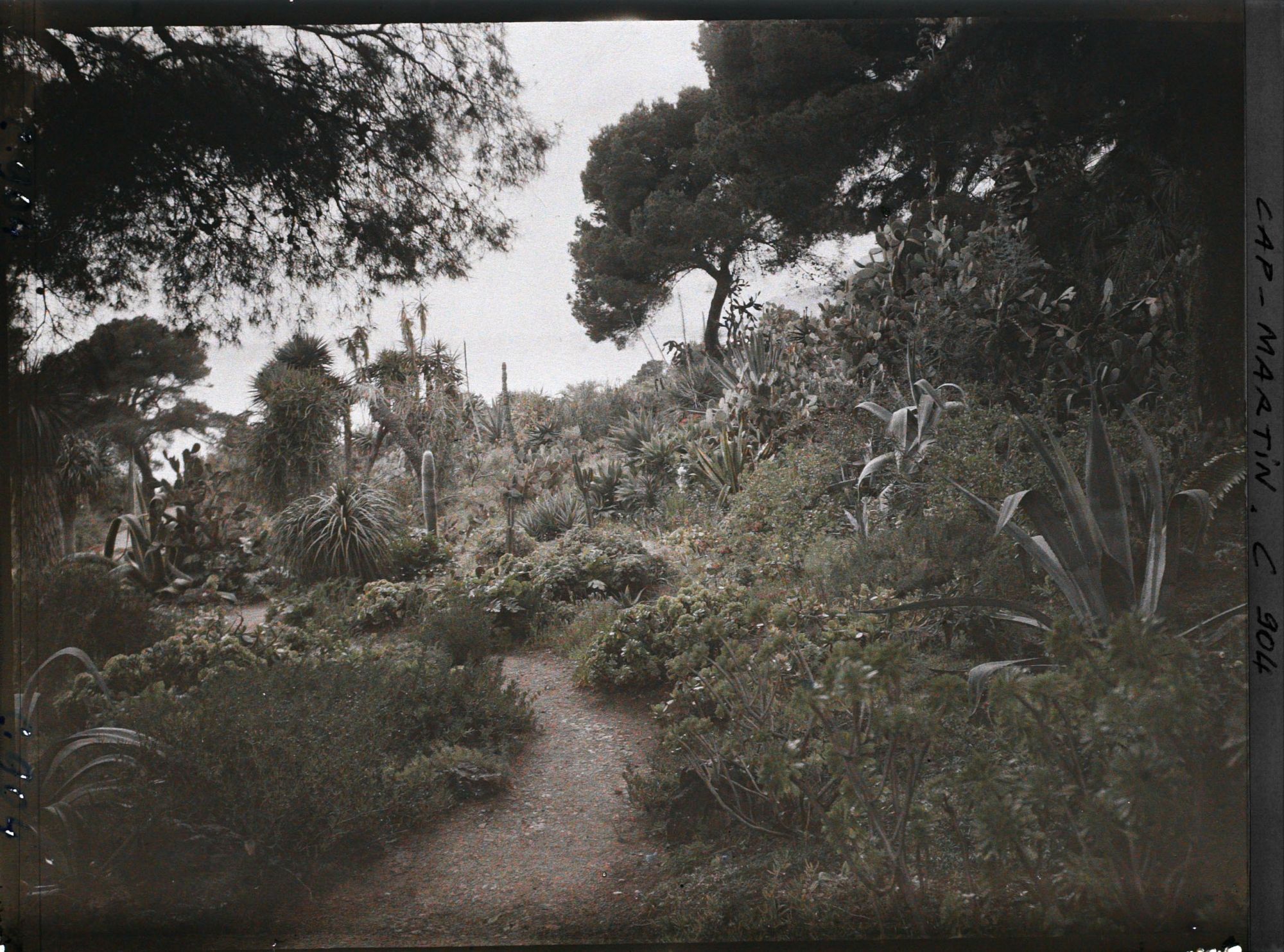 Image représentant Une allée du jardin donnant sur la mer