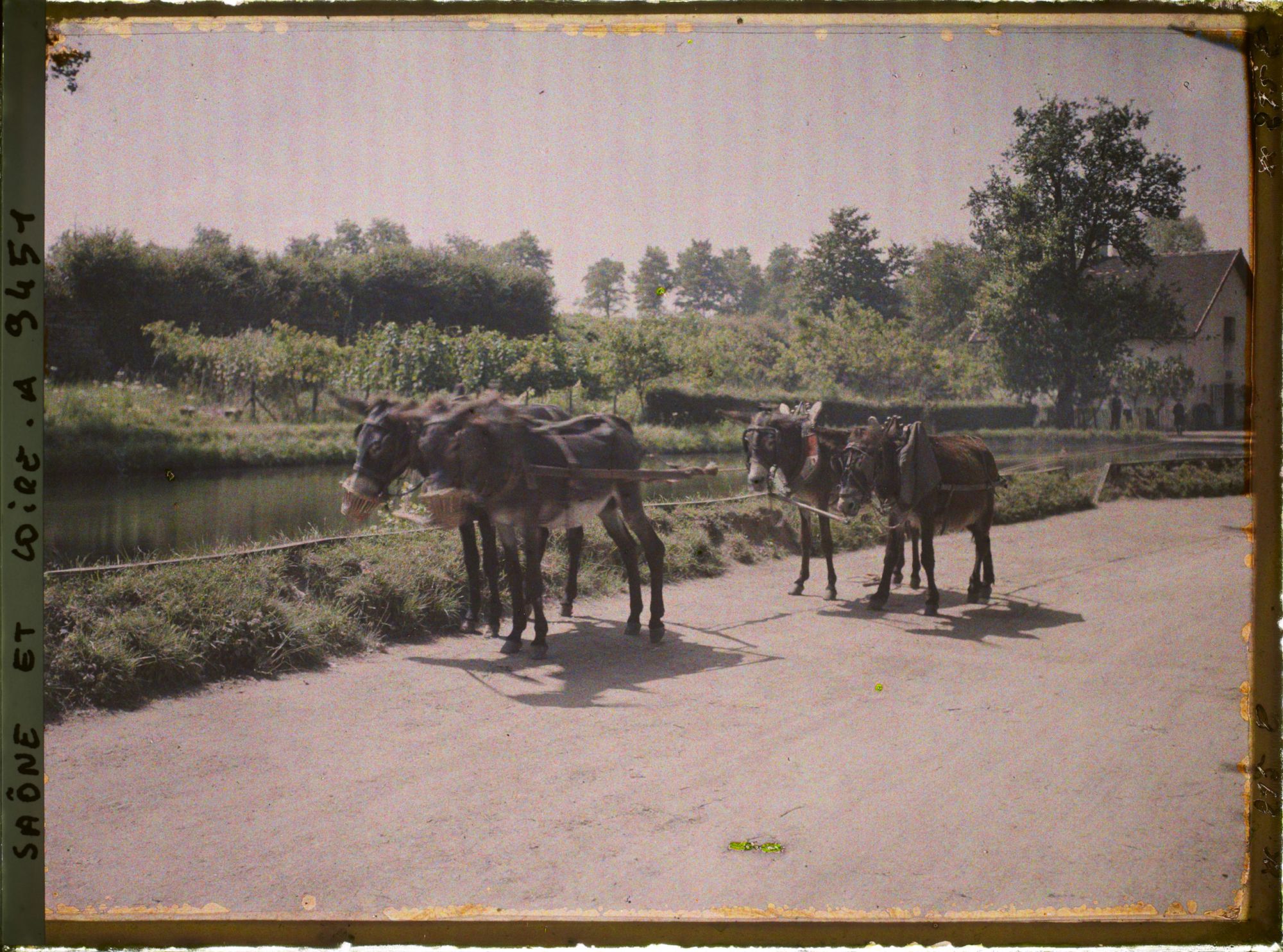Image représentant Attelage d'ânes de halage