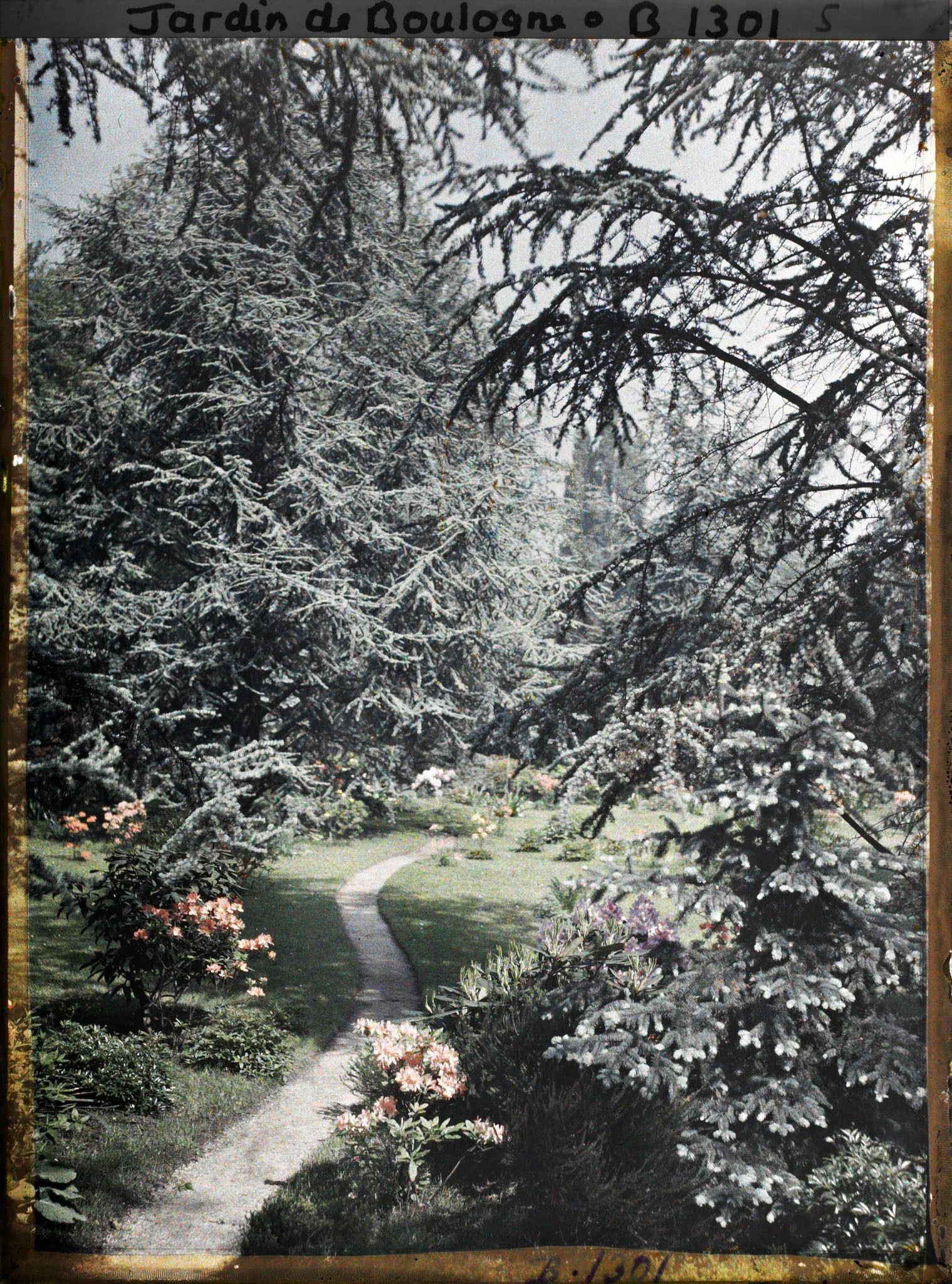 Image représentant Cèdres et azalées au bord du chemin qui serpente vers l'ouest près du marais de la forêt bleue