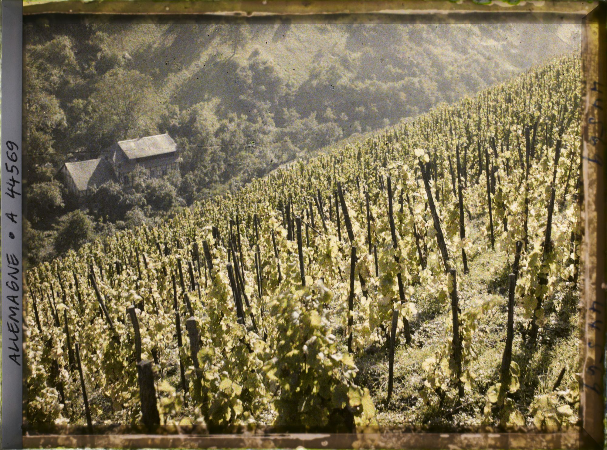 Image représentant Allemagne, Oberwesel, Vignes