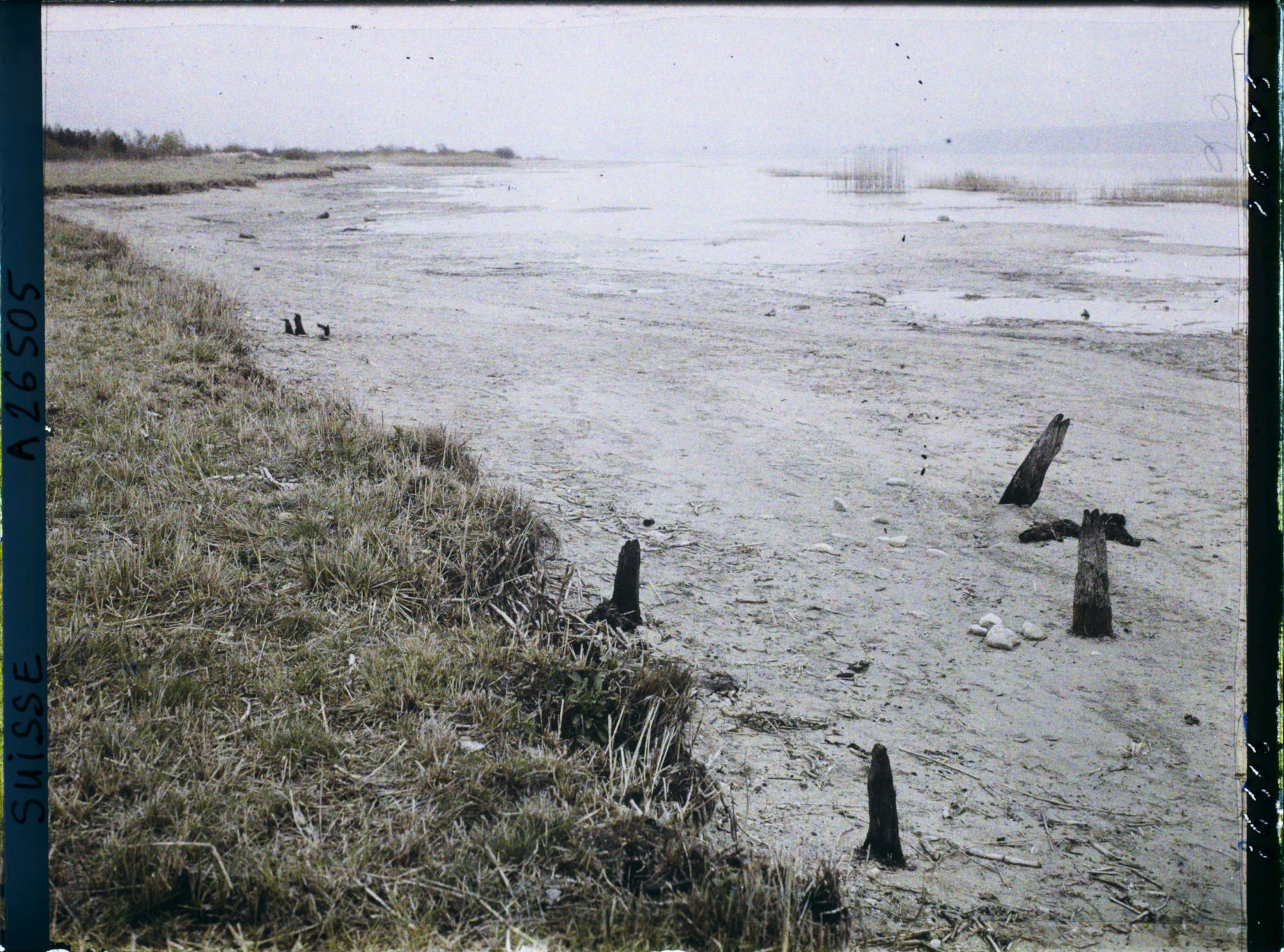 Image représentant Site palafittique préhistorique des Alpes, pieux en bois visibles lors de la baisse des eaux après la grande sécheresse de 1921