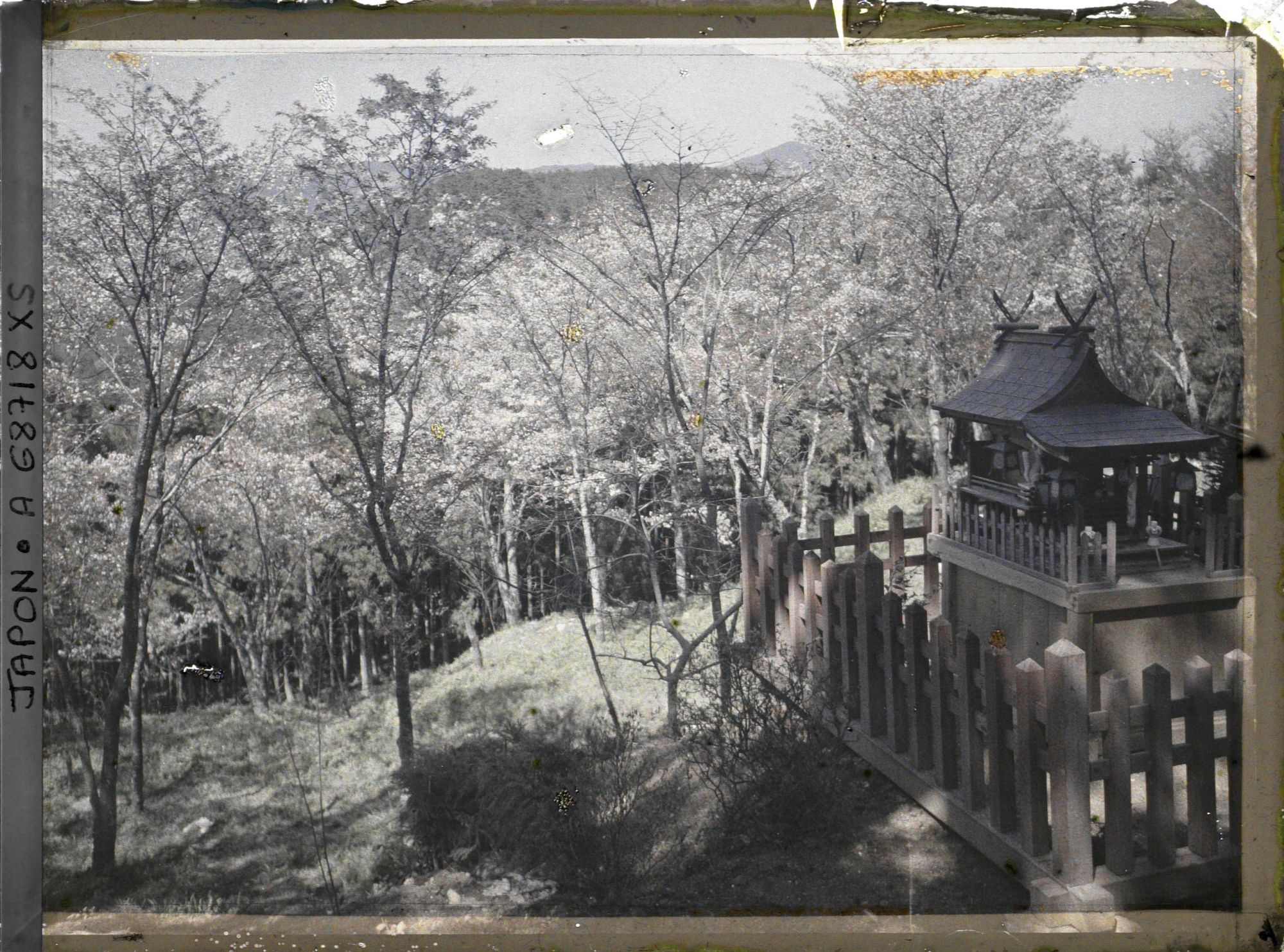 Image représentant Cerisiers en fleurs et petit sanctuaire shinto
