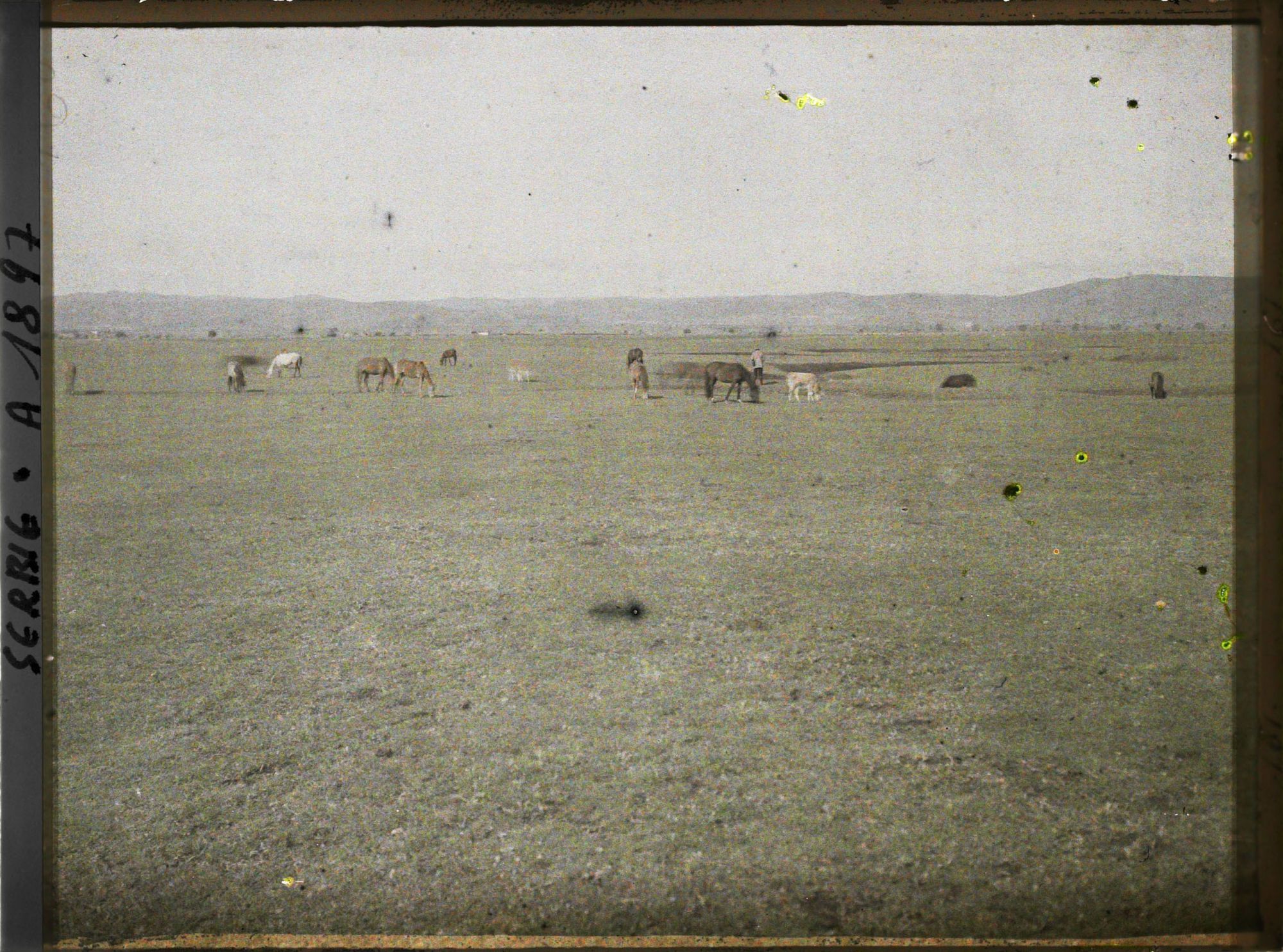 Image représentant Chevaux dans le Kosovo Polje ou plaine du Kosovo