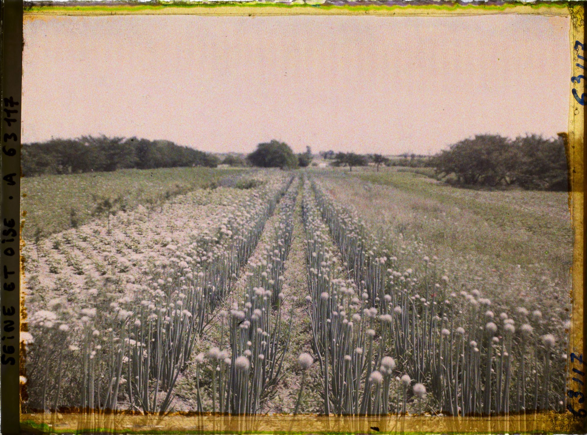 Image représentant Ile de France, Corneilles en Parisis , Champ de poireaux à graines