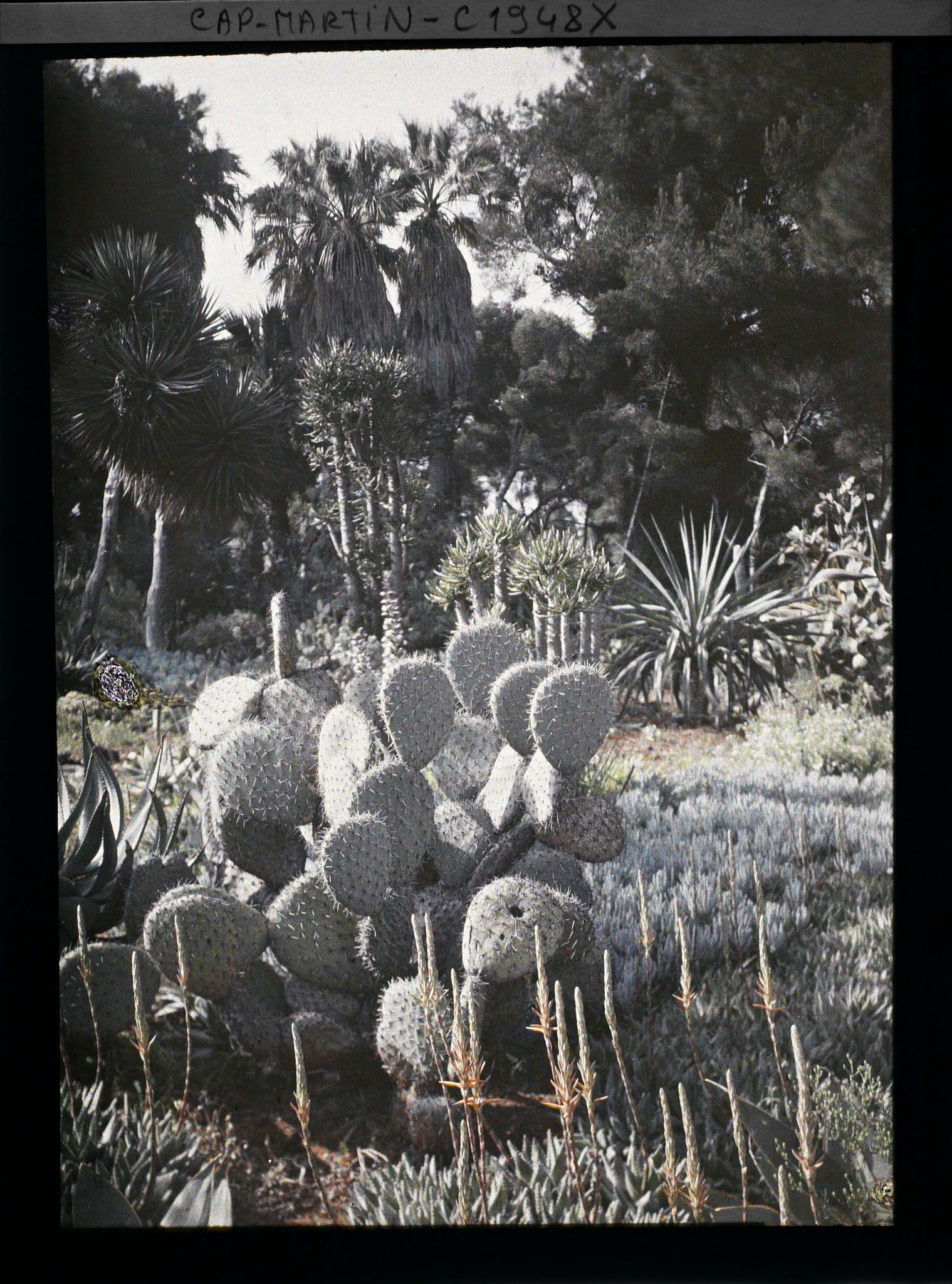 Image représentant Ensemble de plantes crassulescentes et autres végétaux exotiques, en lisière de pinède, vue prise à 10 h