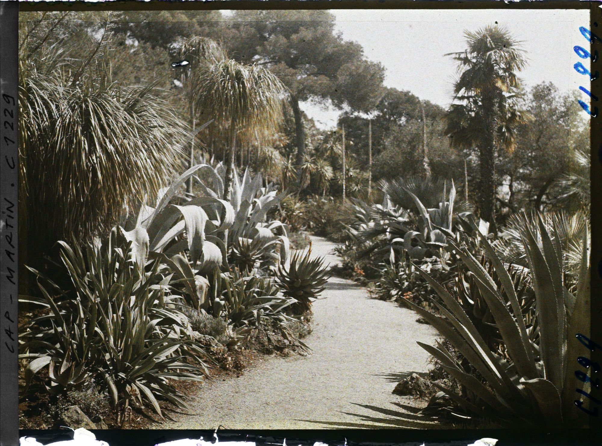 Image représentant le Jardin