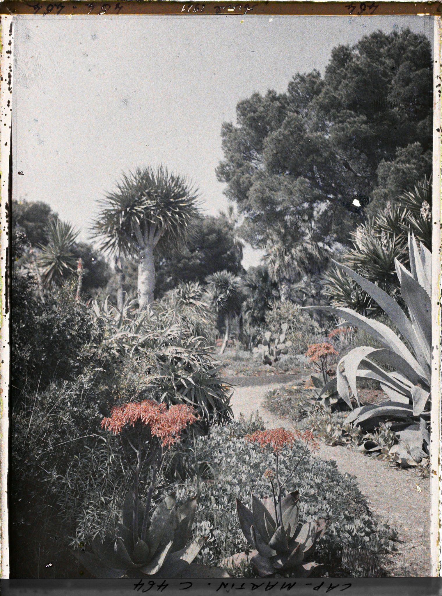 Image représentant Cap Martin Le Jardin