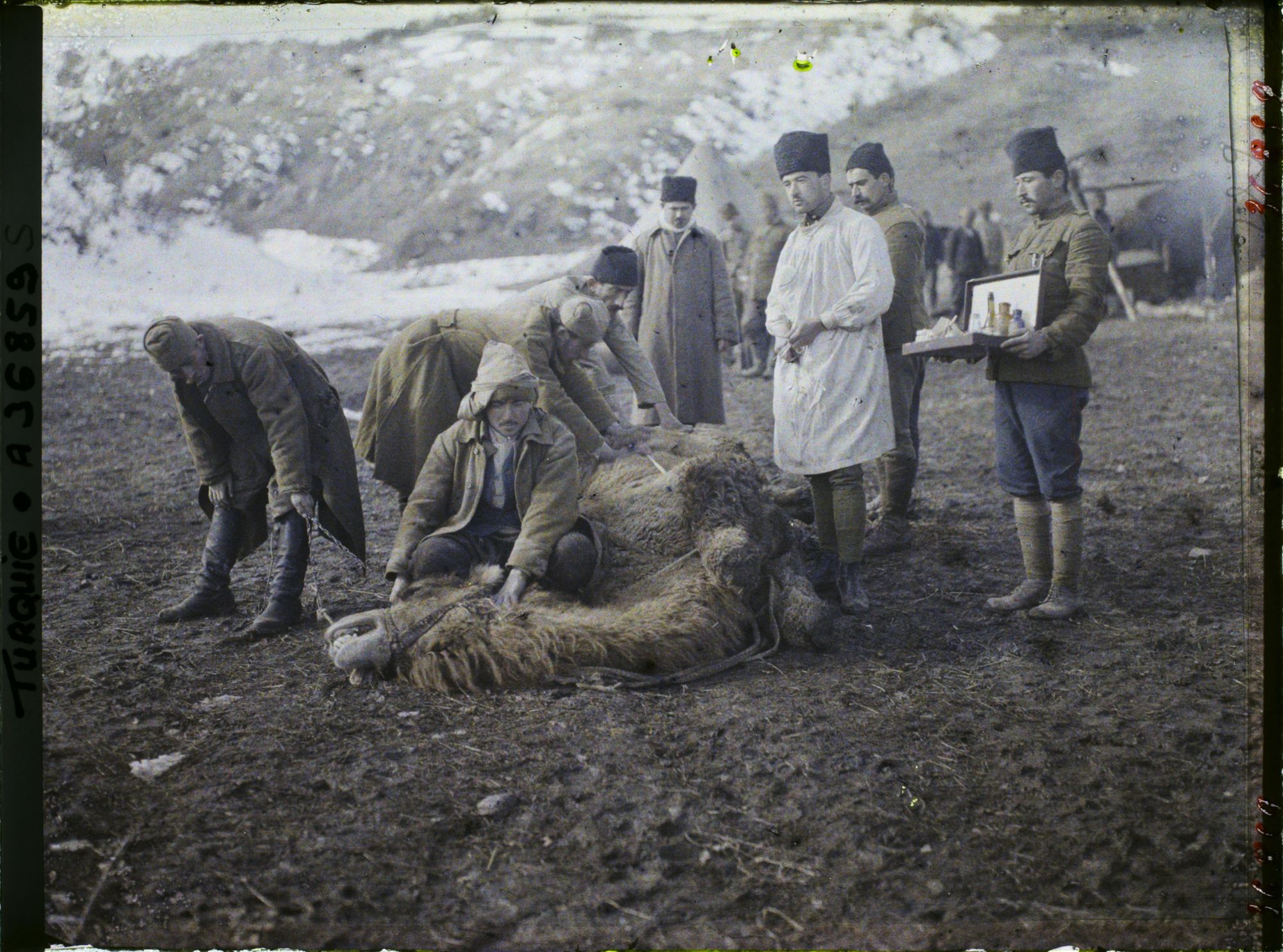 Image représentant Turquie, Karakeui, Un vétérinaire opérant un Chameau