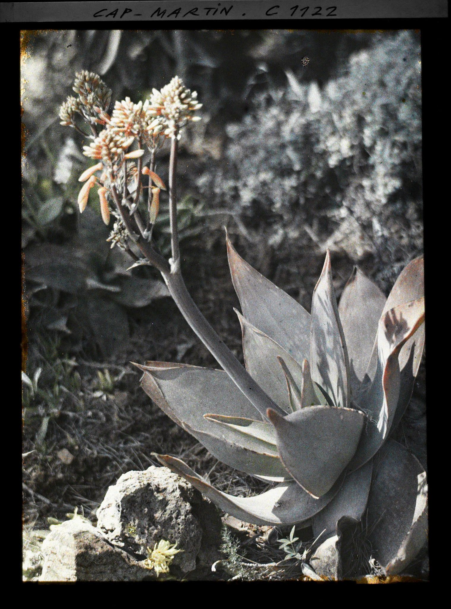 Image représentant le Jardin fleur d'agave