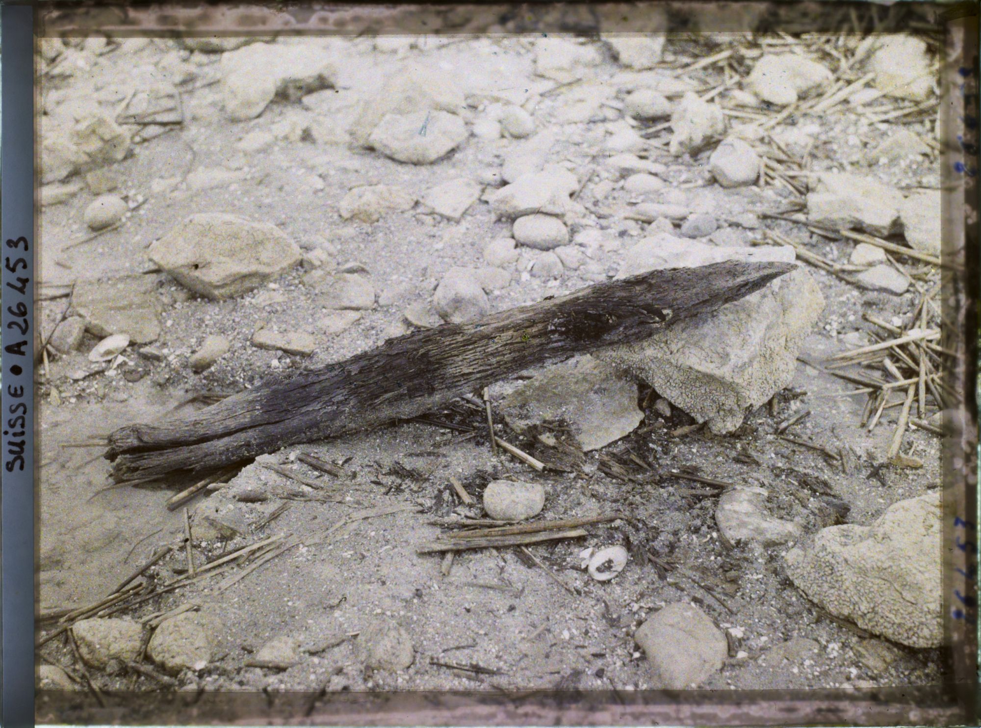 Image représentant Site palafittique préhistorique des Alpes, pieux en bois visibles lors de la baisse des eaux après la grande sécheresse de 1921