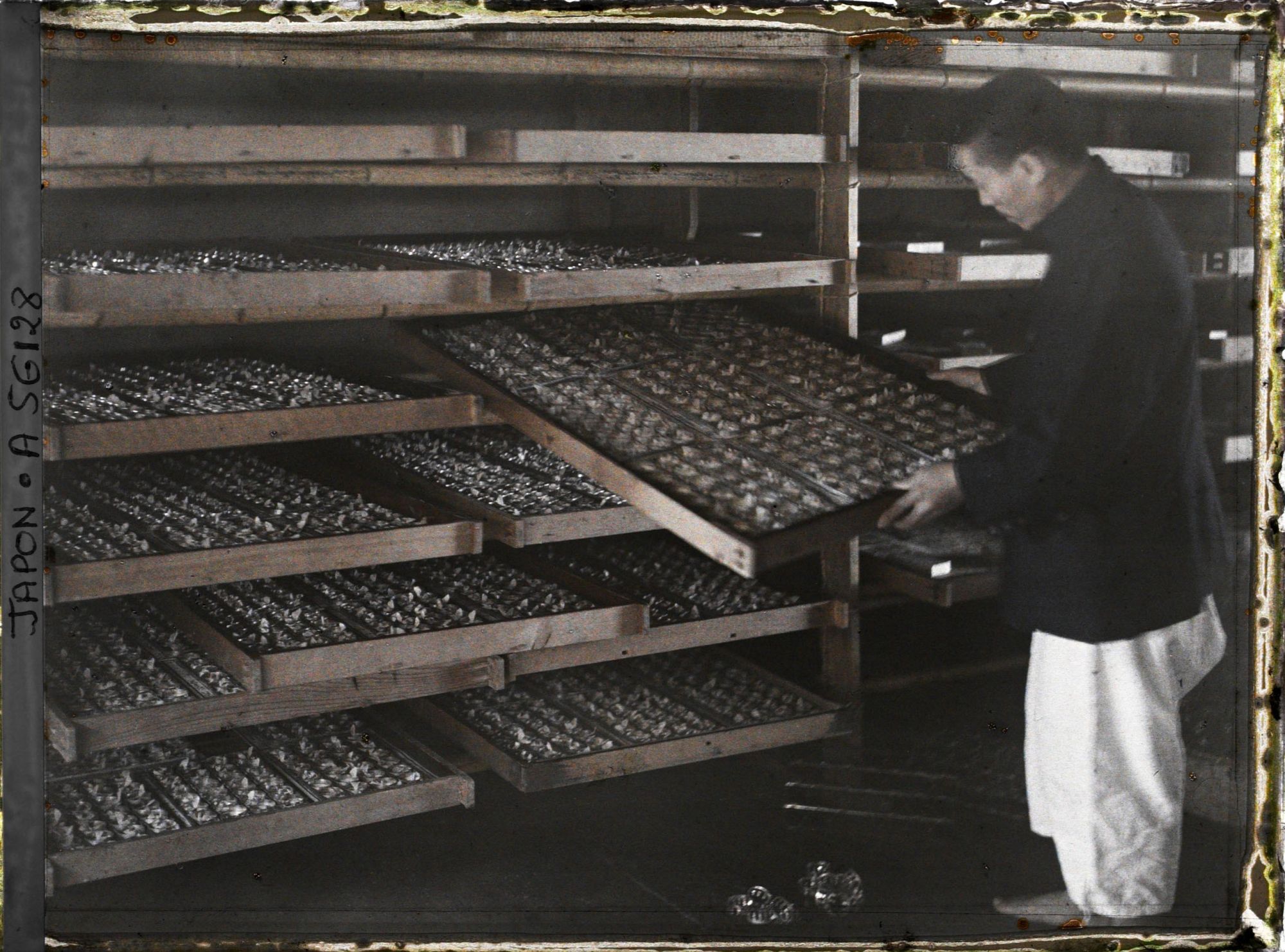 Image représentant Bombyx entreposés pour la ponte