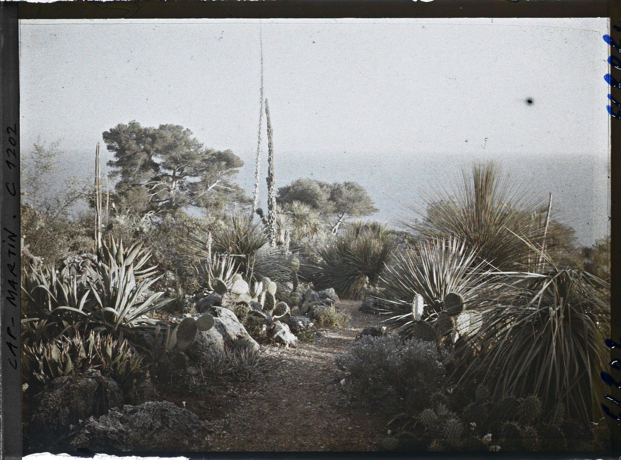 Image représentant le Jardin