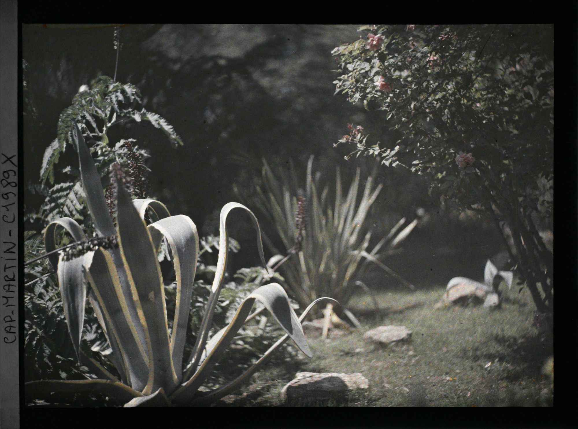 Image représentant Agaves, rosier en fleur, acanthe (?) et roches, ponctuant un espace enherbé