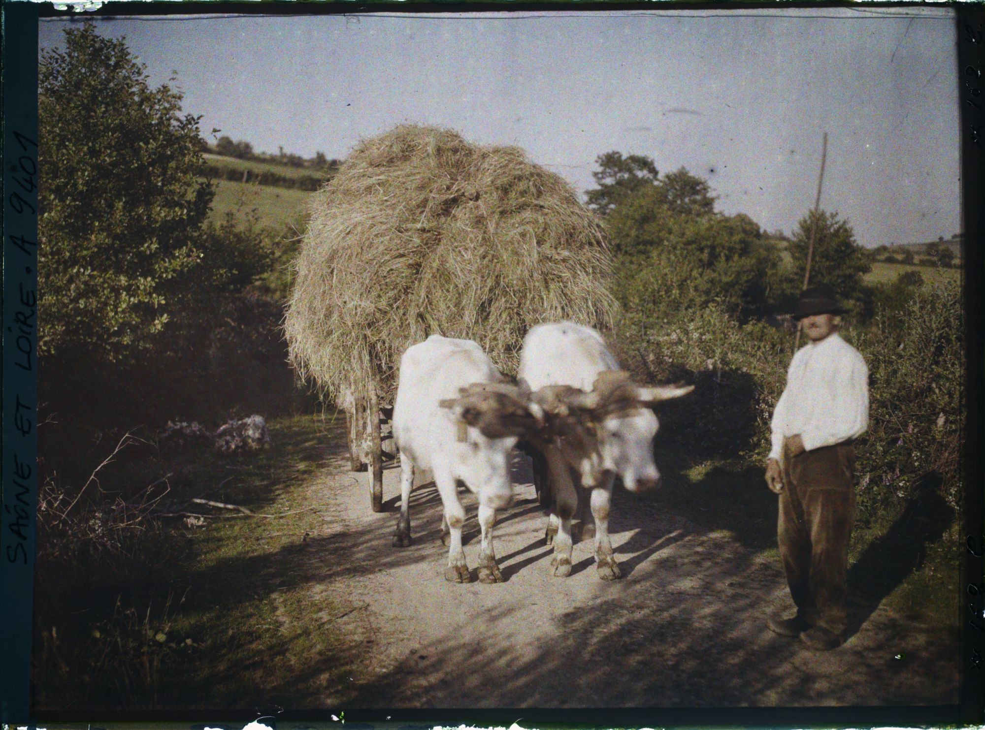 Image représentant Galvacher morvandeau guidant une charette tractée par des charolaises