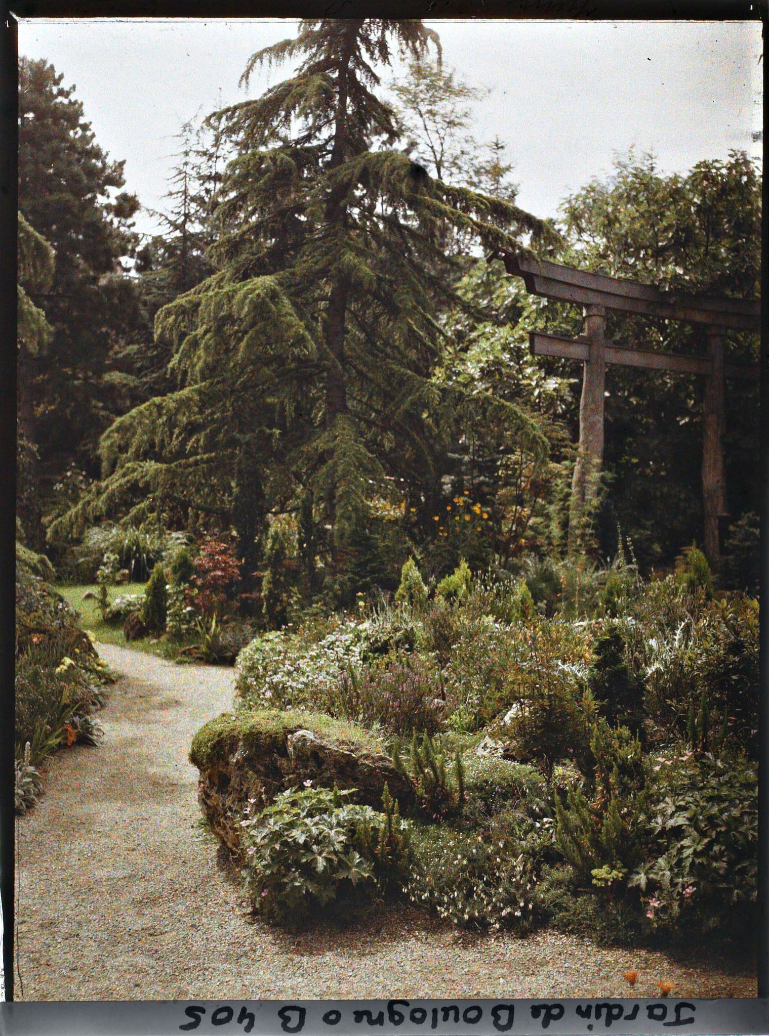 Image représentant Rocaille et cèdre dressé près du torii et des ponts du " sanctuaire japonais "