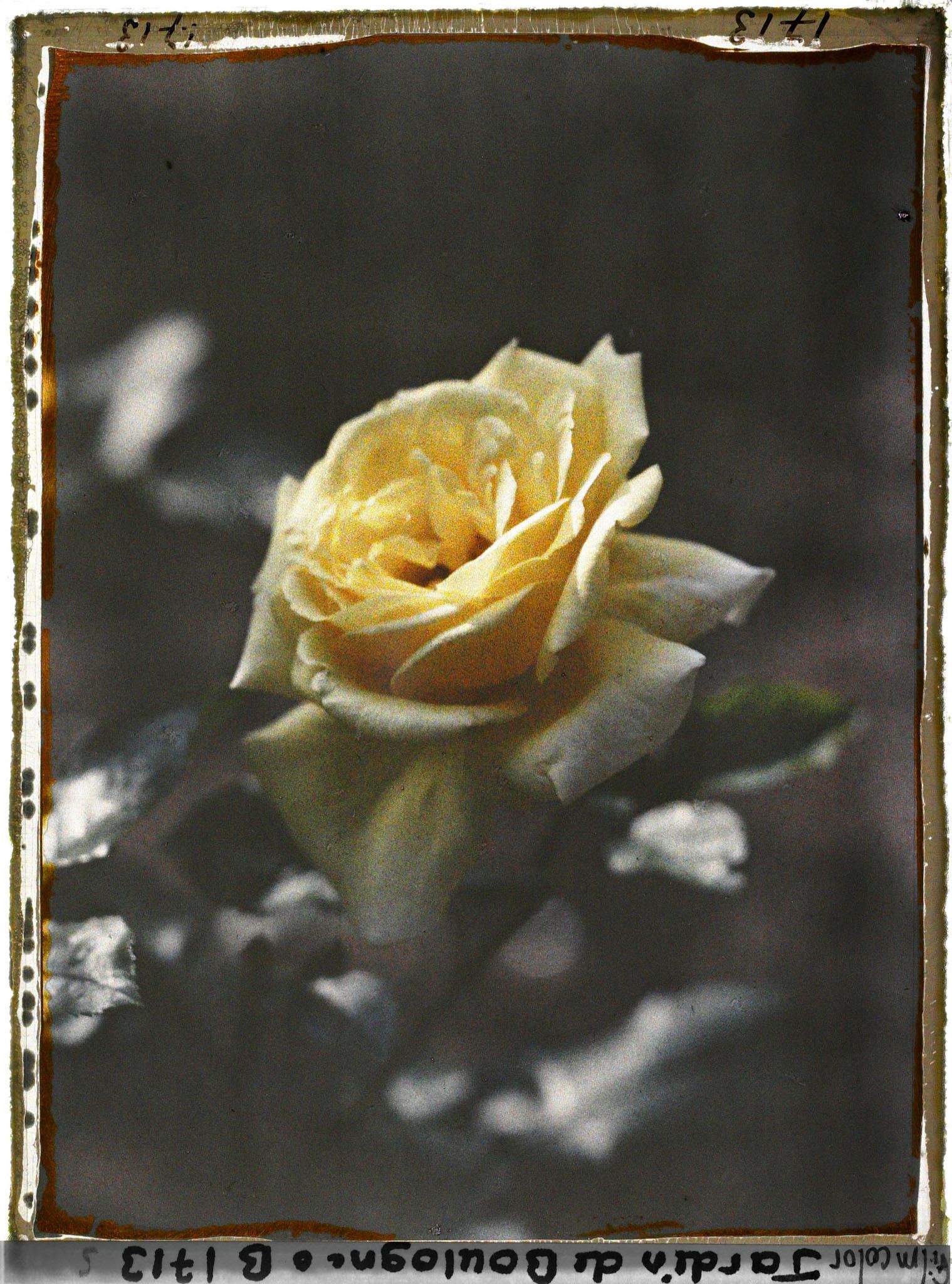 Image représentant Rose jaune