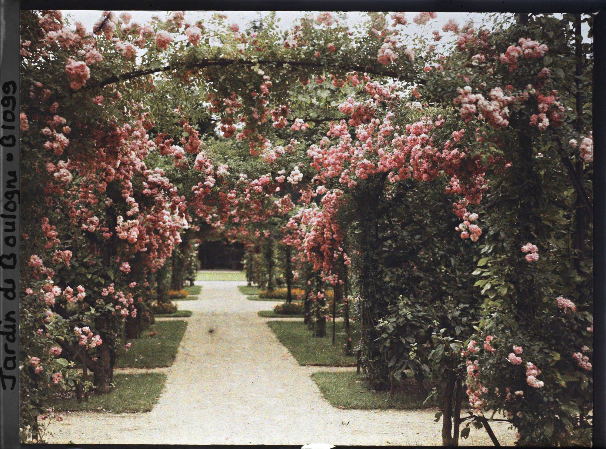 Image représentant Axe central du verger-roseraie vu à mi-parcours, en direction du jardin anglais