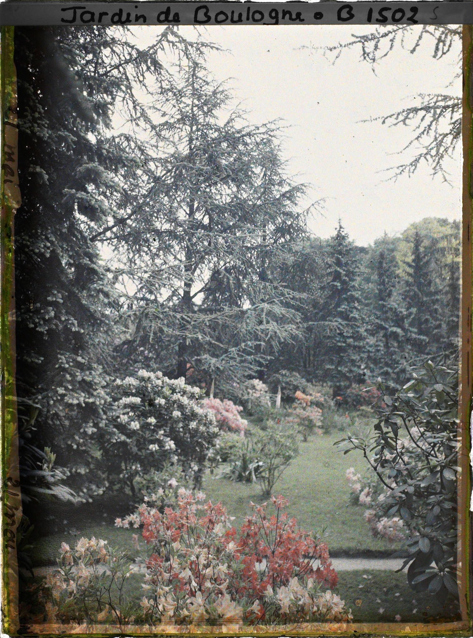 Image représentant Rhodos et azalées, à l'arrière-plan la pelouse du marais