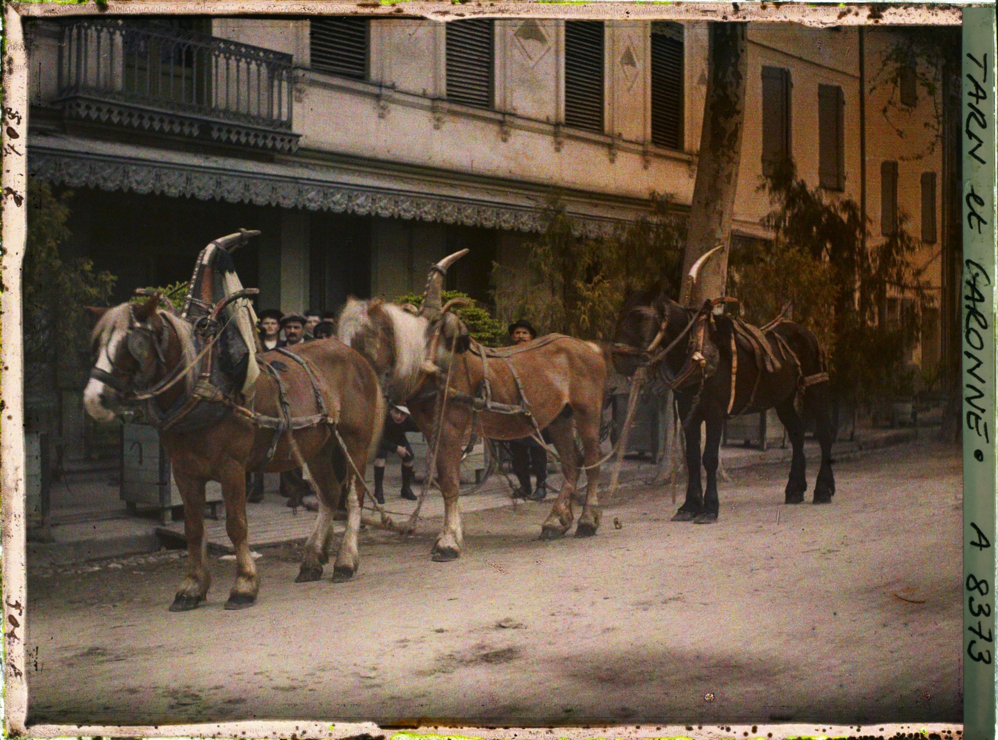 Image représentant Trois chevaux avec leurs colliers
