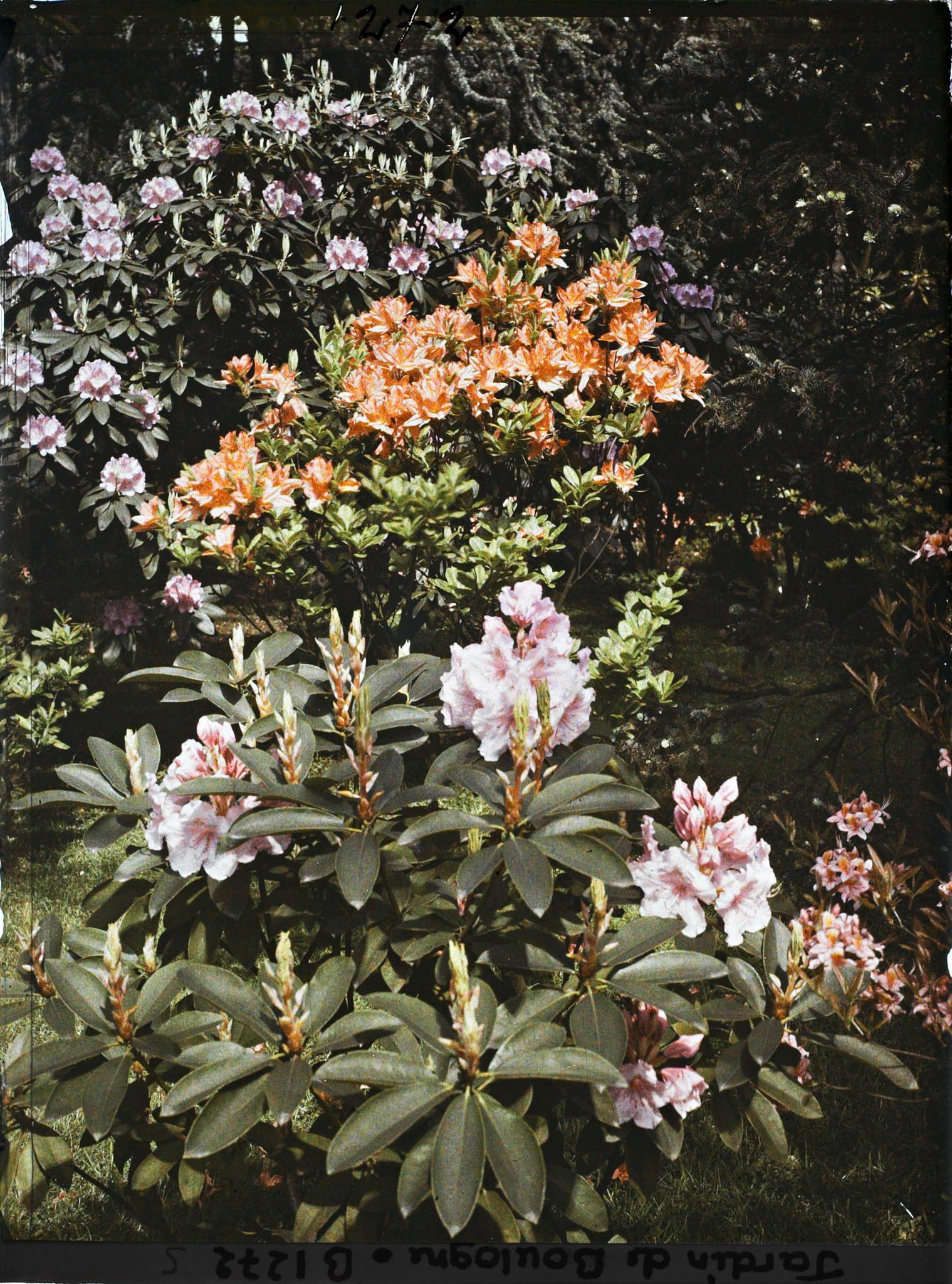 Image représentant Rhododendrons et azalées