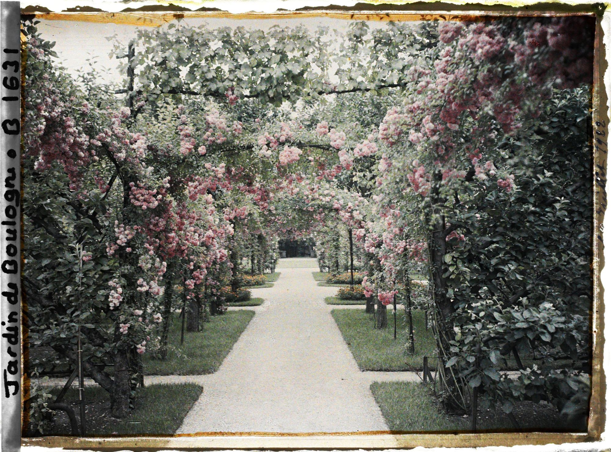 Image représentant Axe central du verger-roseraie vu à mi-parcours, en direction du jardin anglais