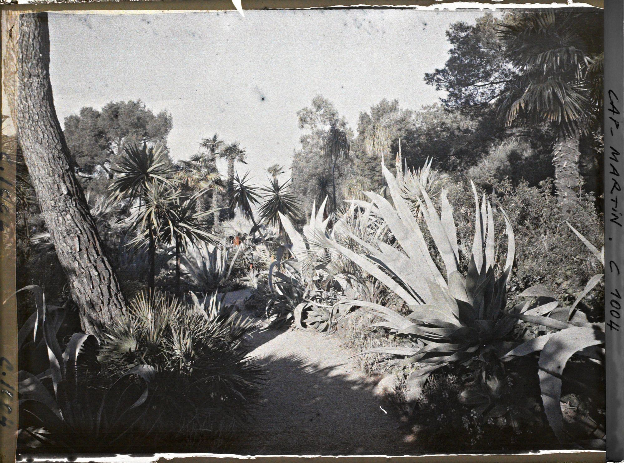 Image représentant Le Jardin (matin, vers Monaco)