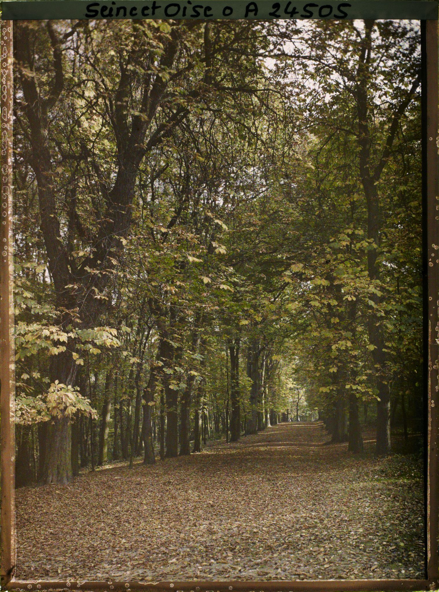 Image représentant Une allée dans le parc