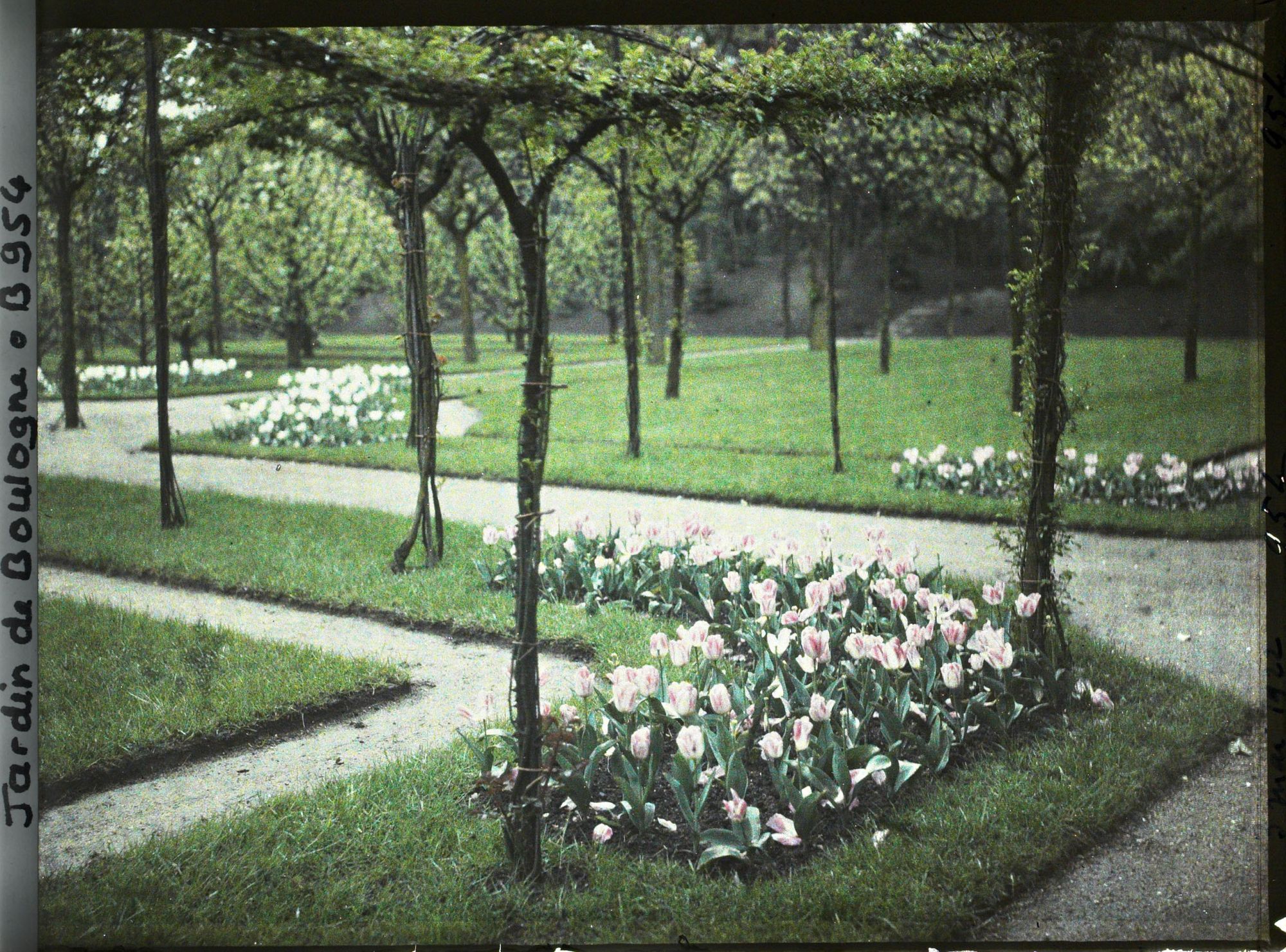 Image représentant Partie sud-ouest du verger-roseraie vue à proximité de l'axe central, en direction du jardin japonais