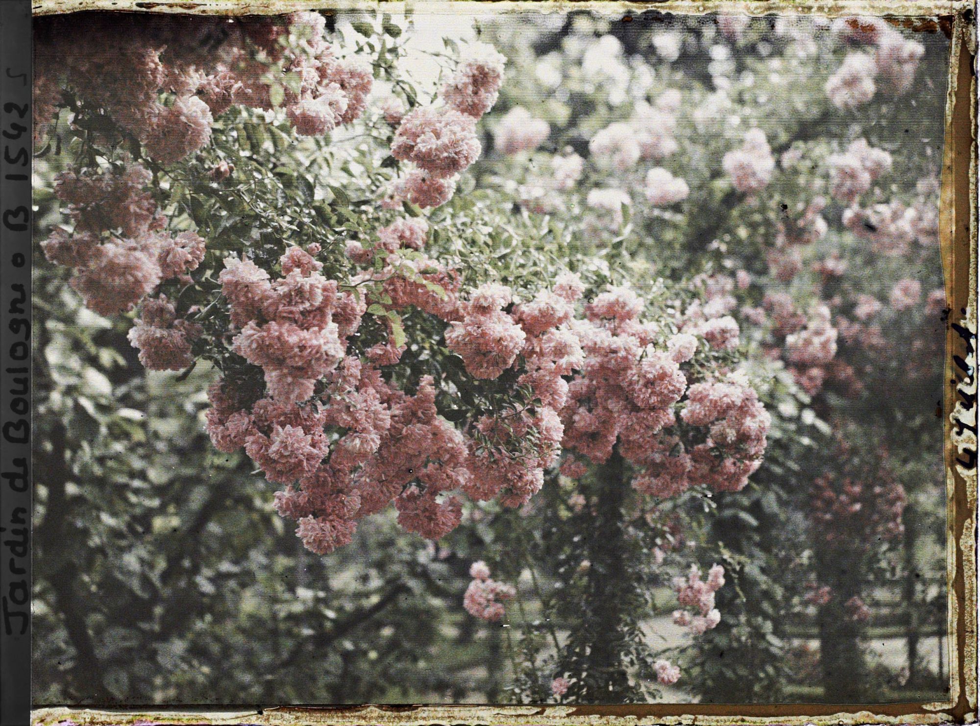 Image représentant Inflorescence de roses ornant le rond-point du verger-roseraie, non loin du jardin français