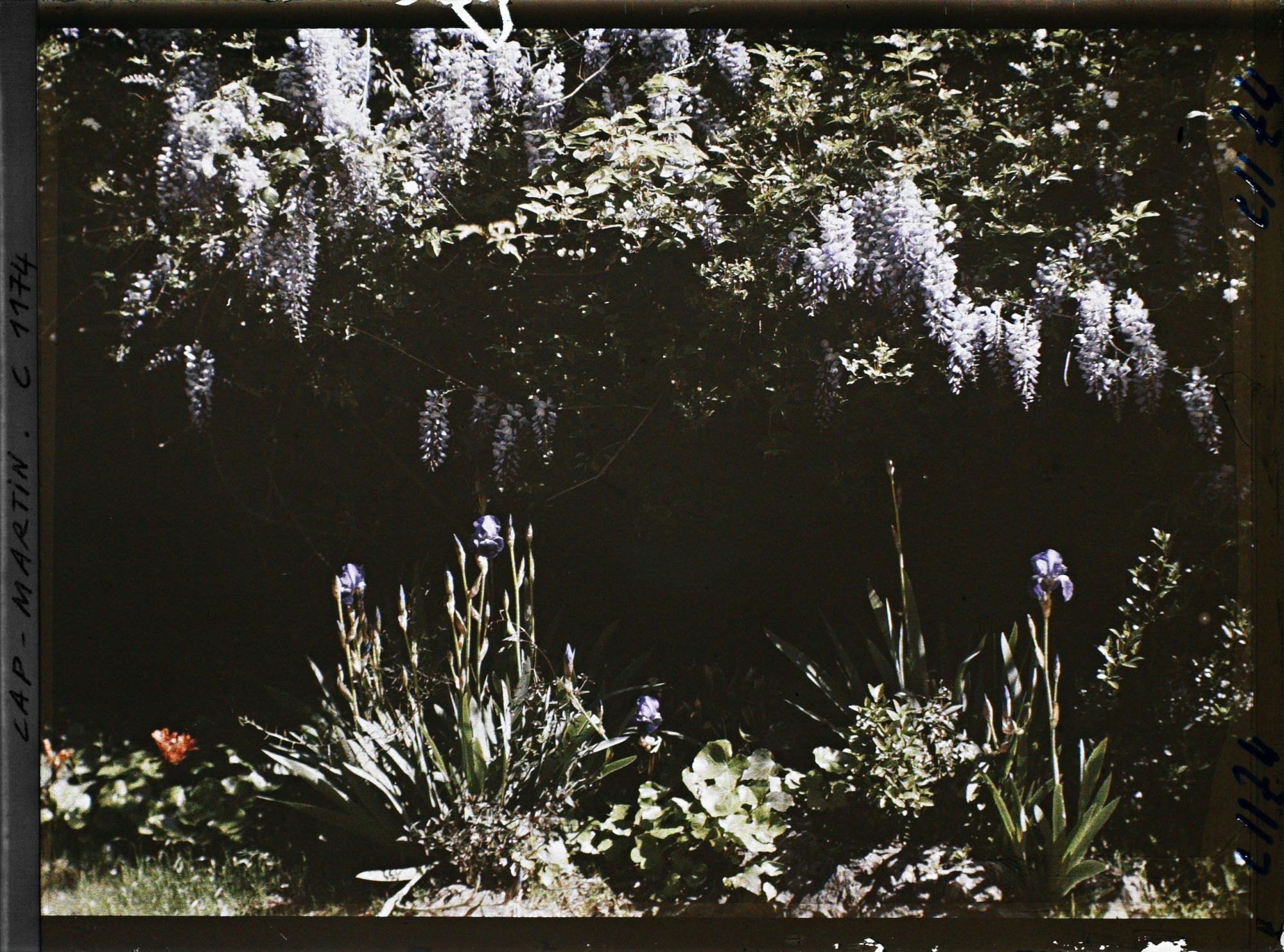 Image représentant Groupe d'iris et glycine en fleurs