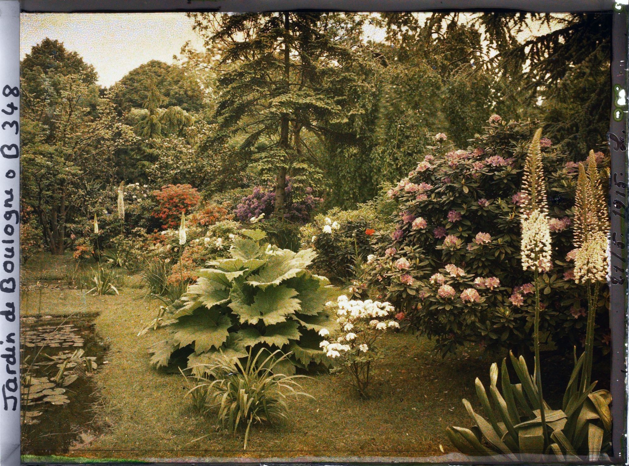 Image représentant Massif d'arbustes et gunnera situés au bord des bassins, à l'est du marais, vu en direction du nord
