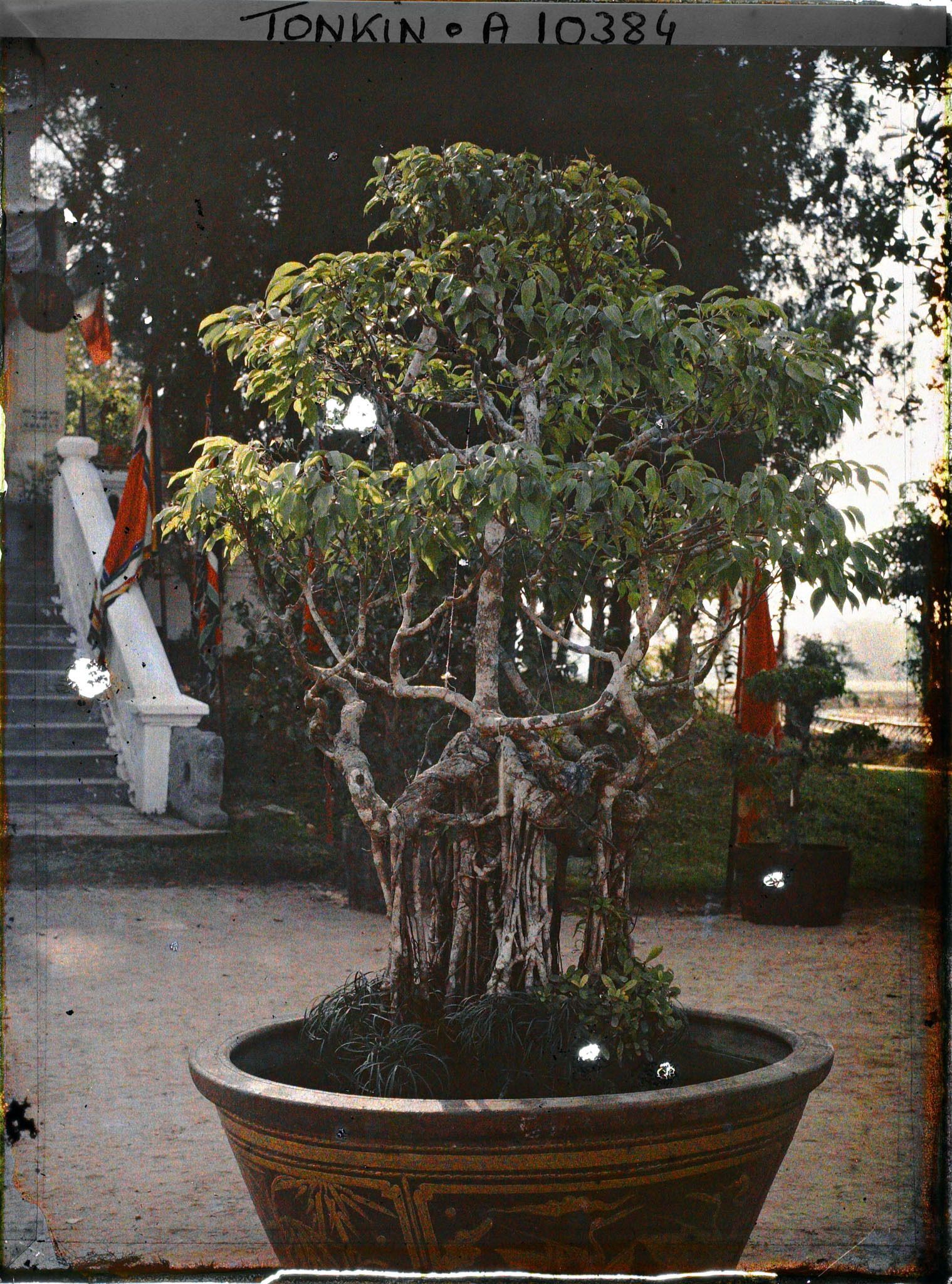 Image représentant Un bonsaï (banian nain)