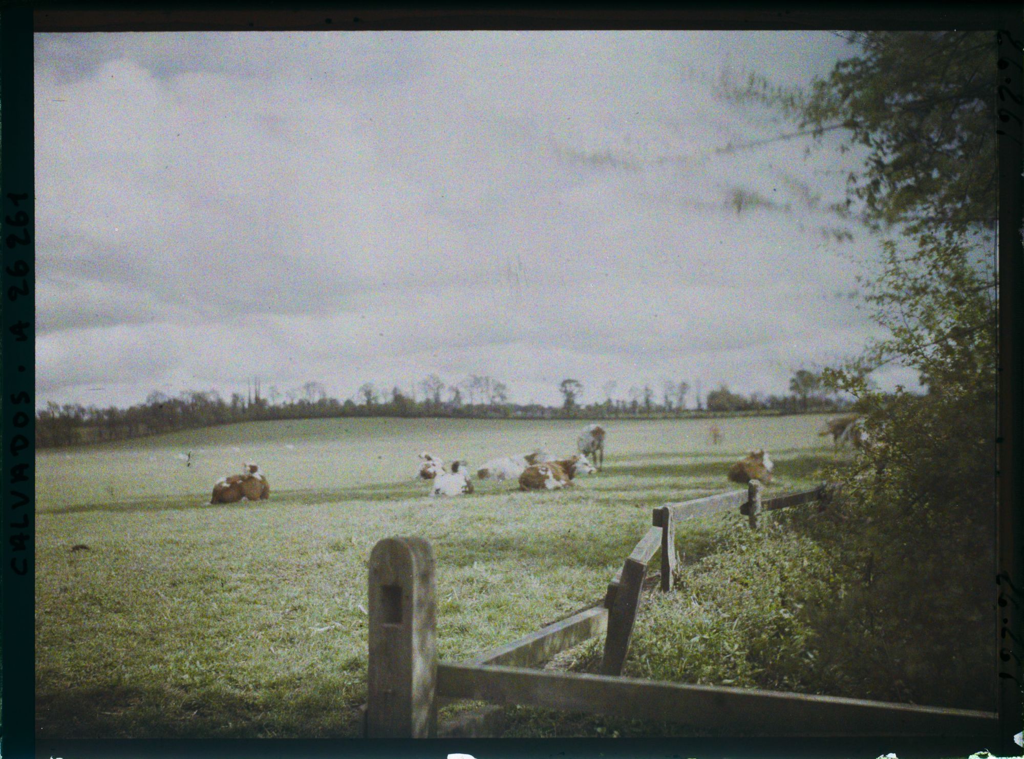 Image représentant Pâturages