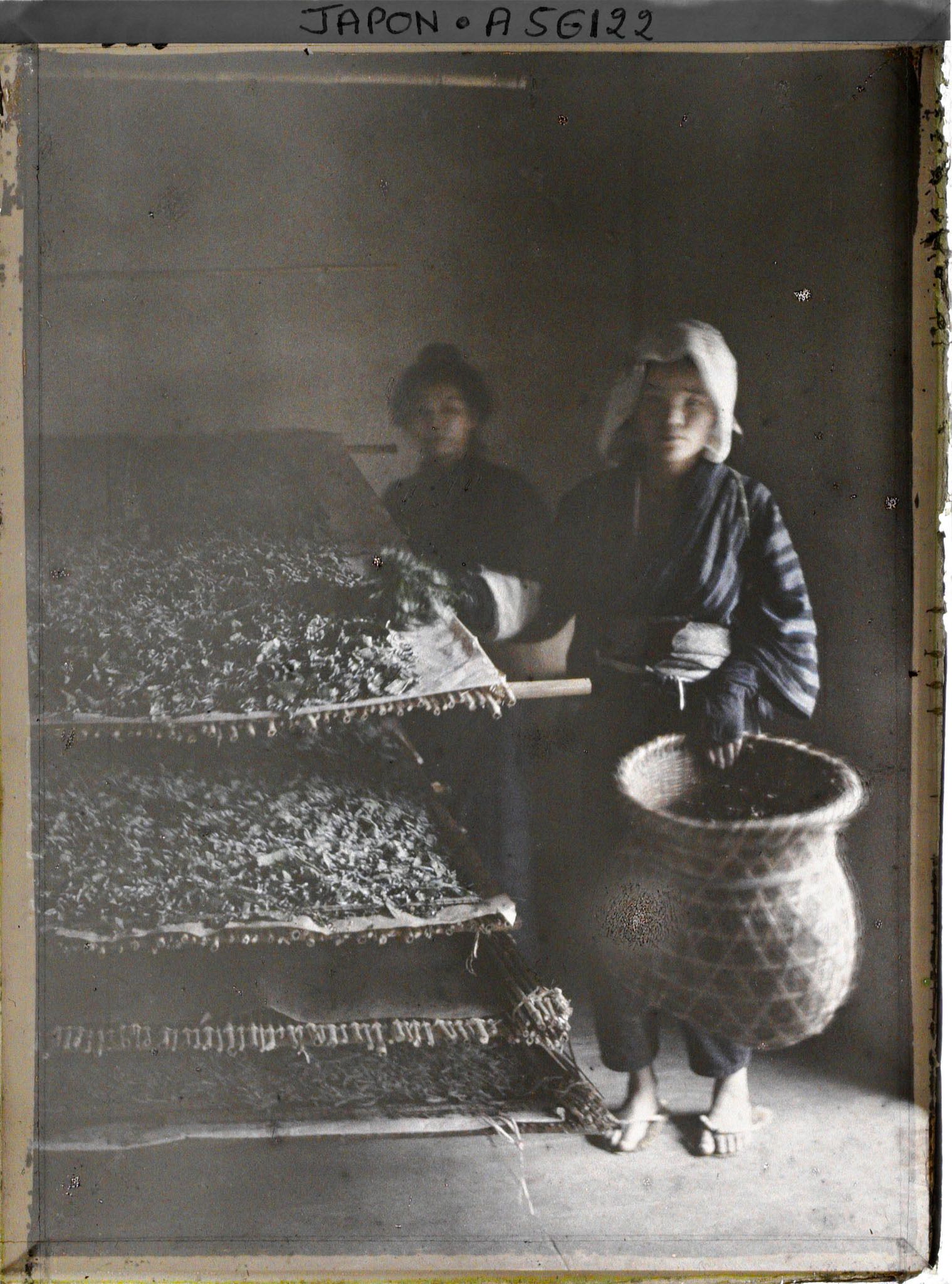 Image représentant Feuilles de mûrier répandues sur la litière des vers à soie