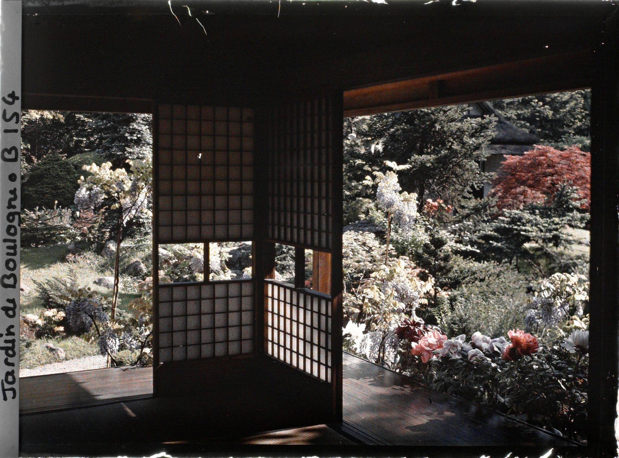 Image représentant Pivoines et glycines sur fond de jardin, depuis l'intérieur de la maison ouest du " village japonais "