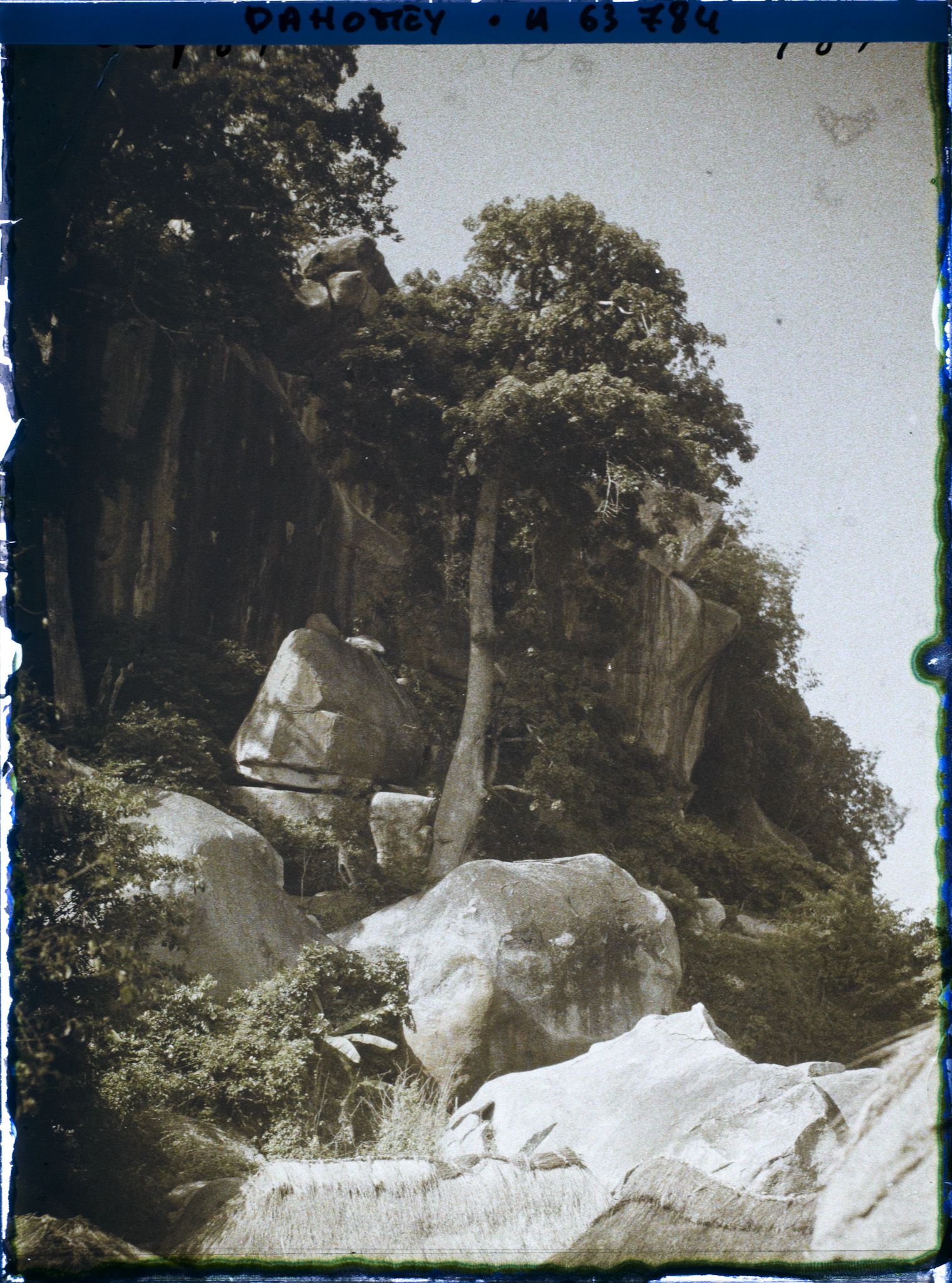 Image représentant Un kapokier à flanc de montagne