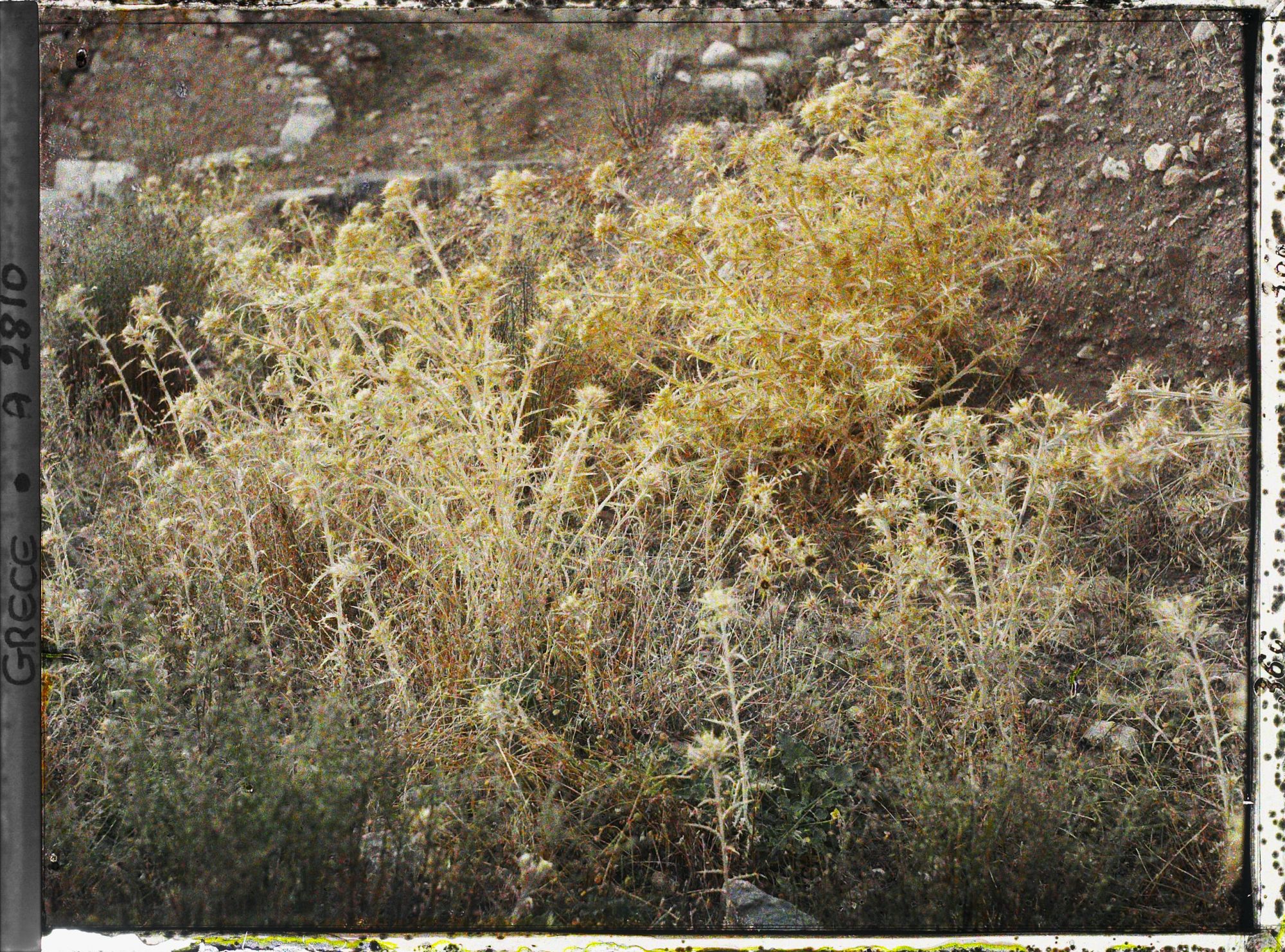 Image représentant Chardons poussant dans le sanctuaire d'Apollon