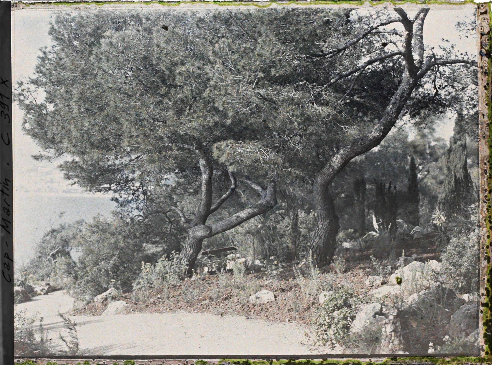 Image représentant Cap Martin Le Jardin