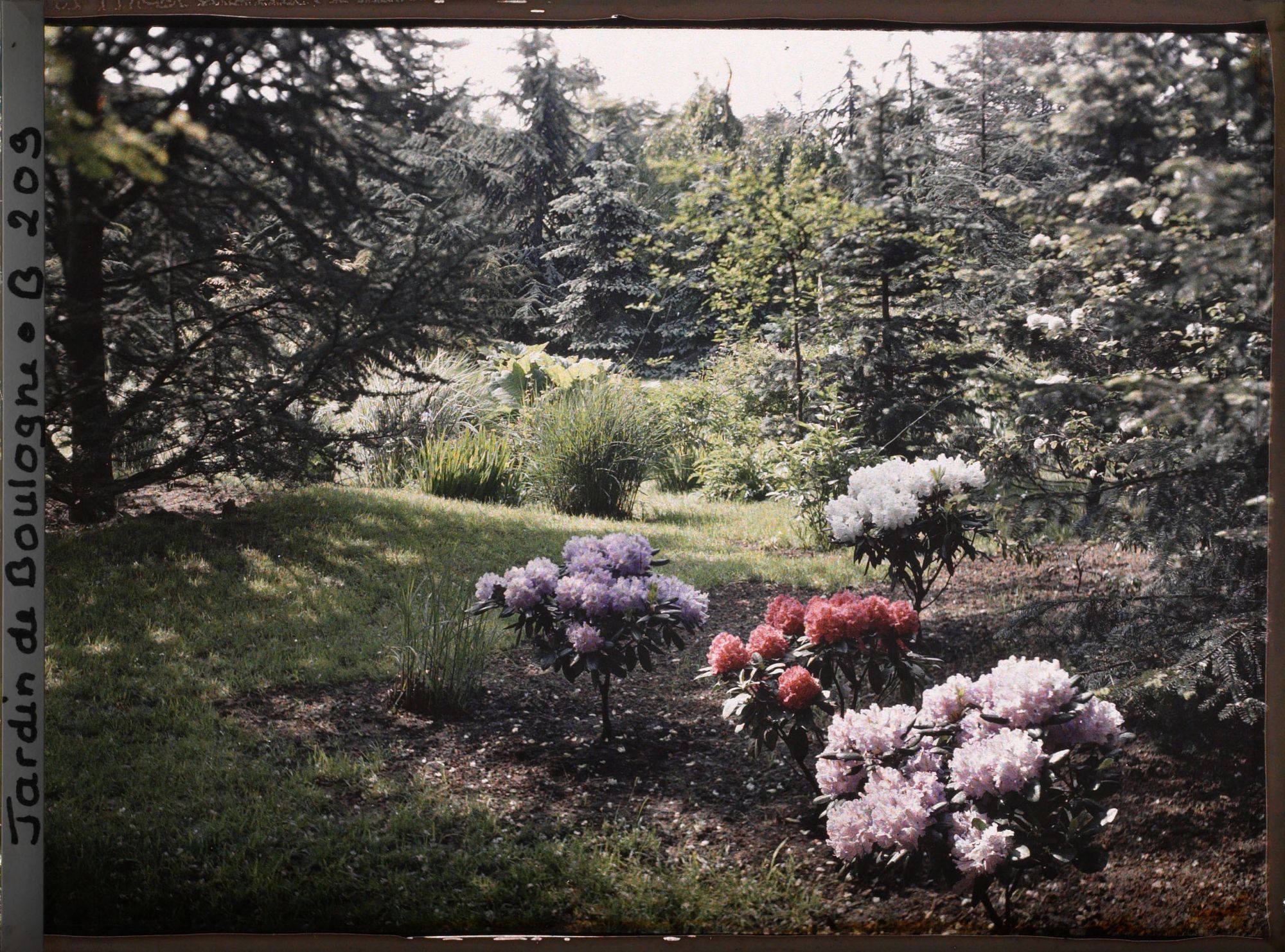 Image représentant Buissons d'azalées près du marais