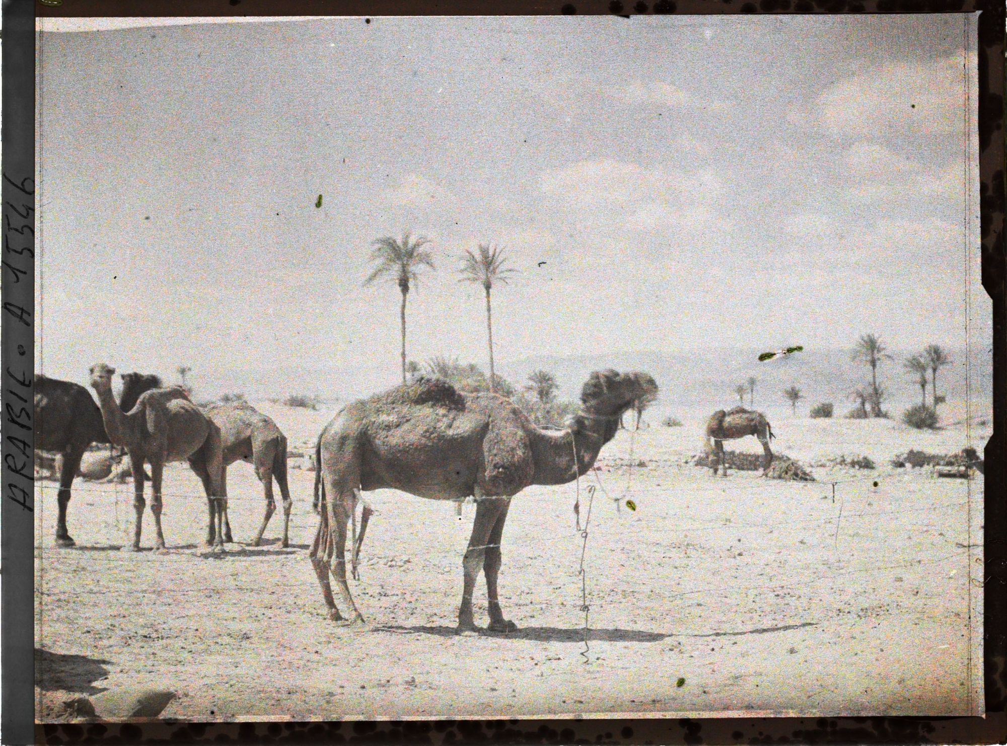 Image représentant Parc de chameaux des forces arabes du royaume du Hedjaz