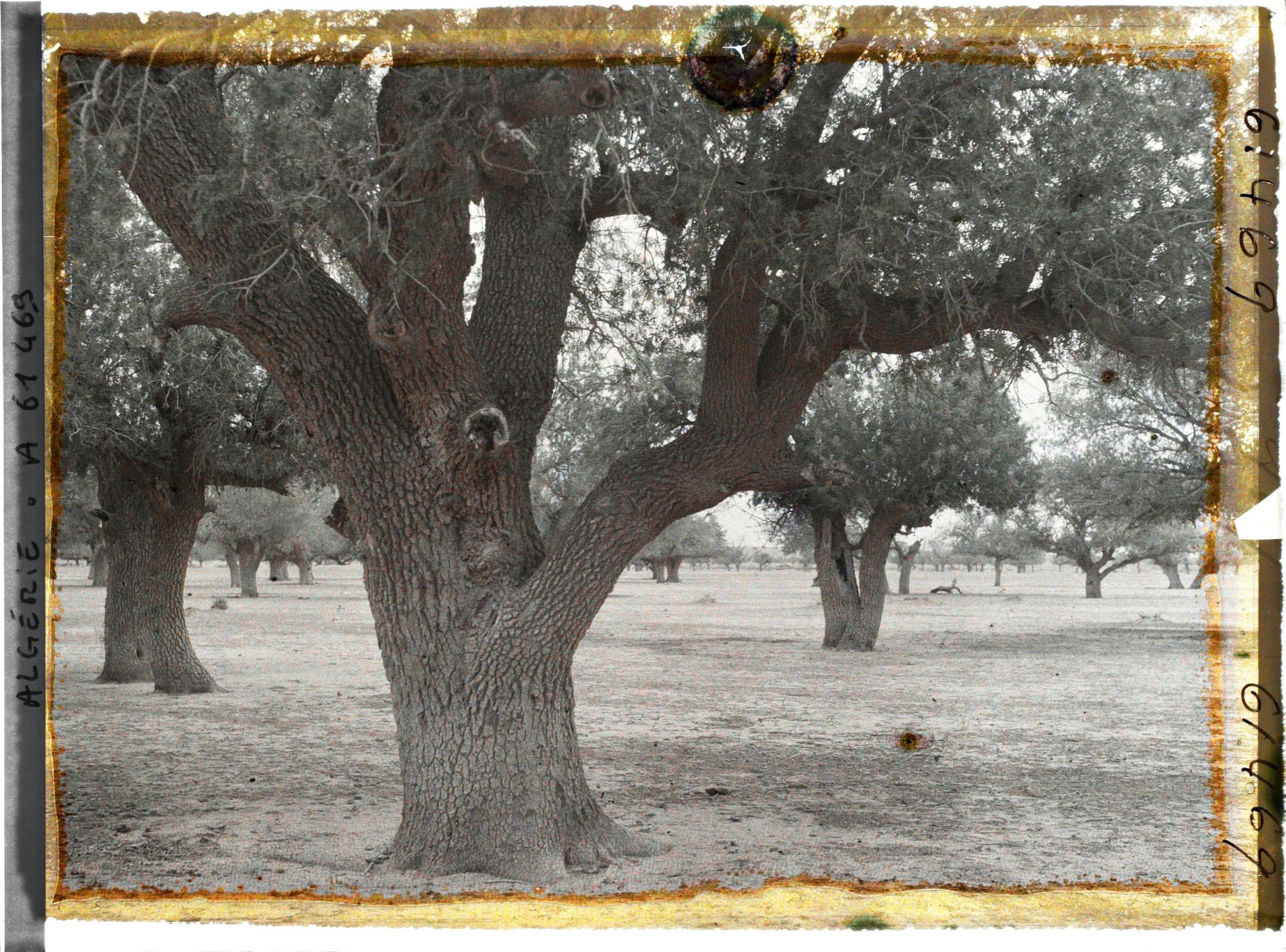 Image représentant Sous-bois de pistachiers térébinthes