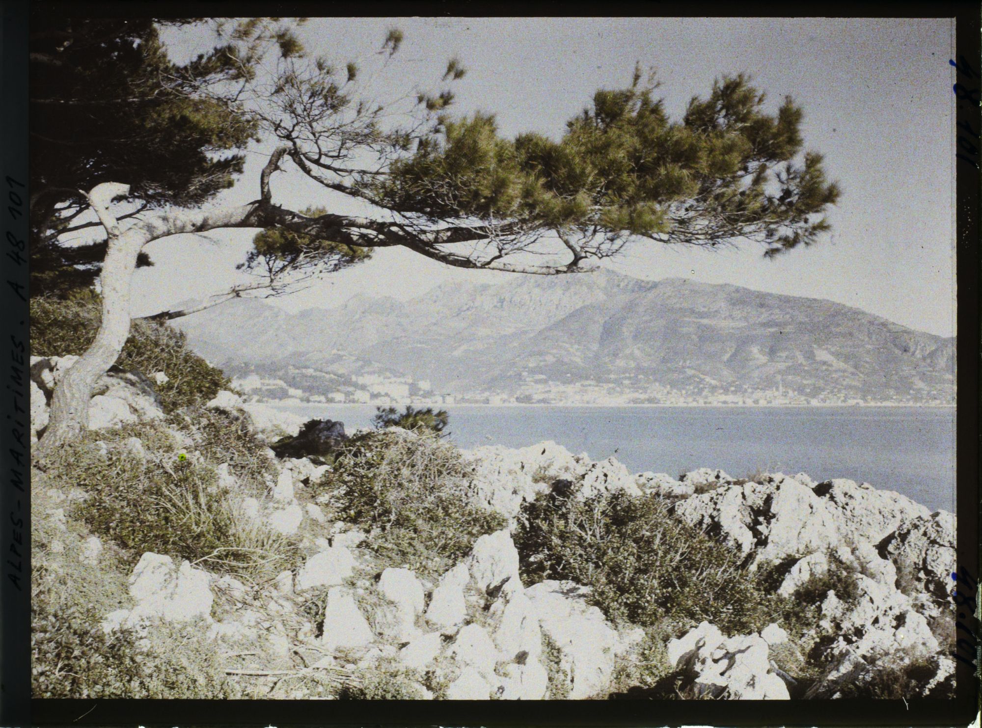 Image représentant Pin du cap Martin, soulignant un panorama sur Menton et ses environs