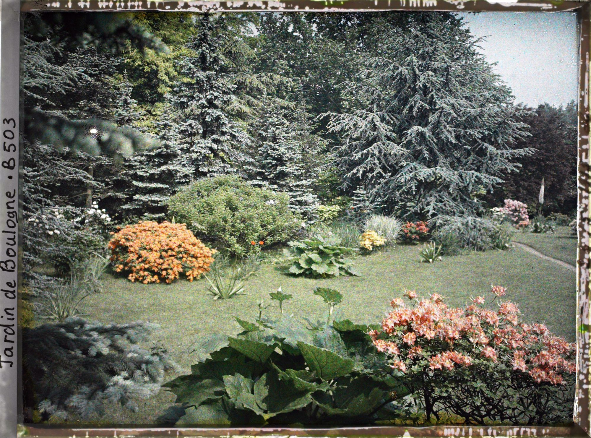 Image représentant Espace fleuri situé au sud du marais et bordé d'un chemin s'étirant vers l'ouest de la forêt bleue