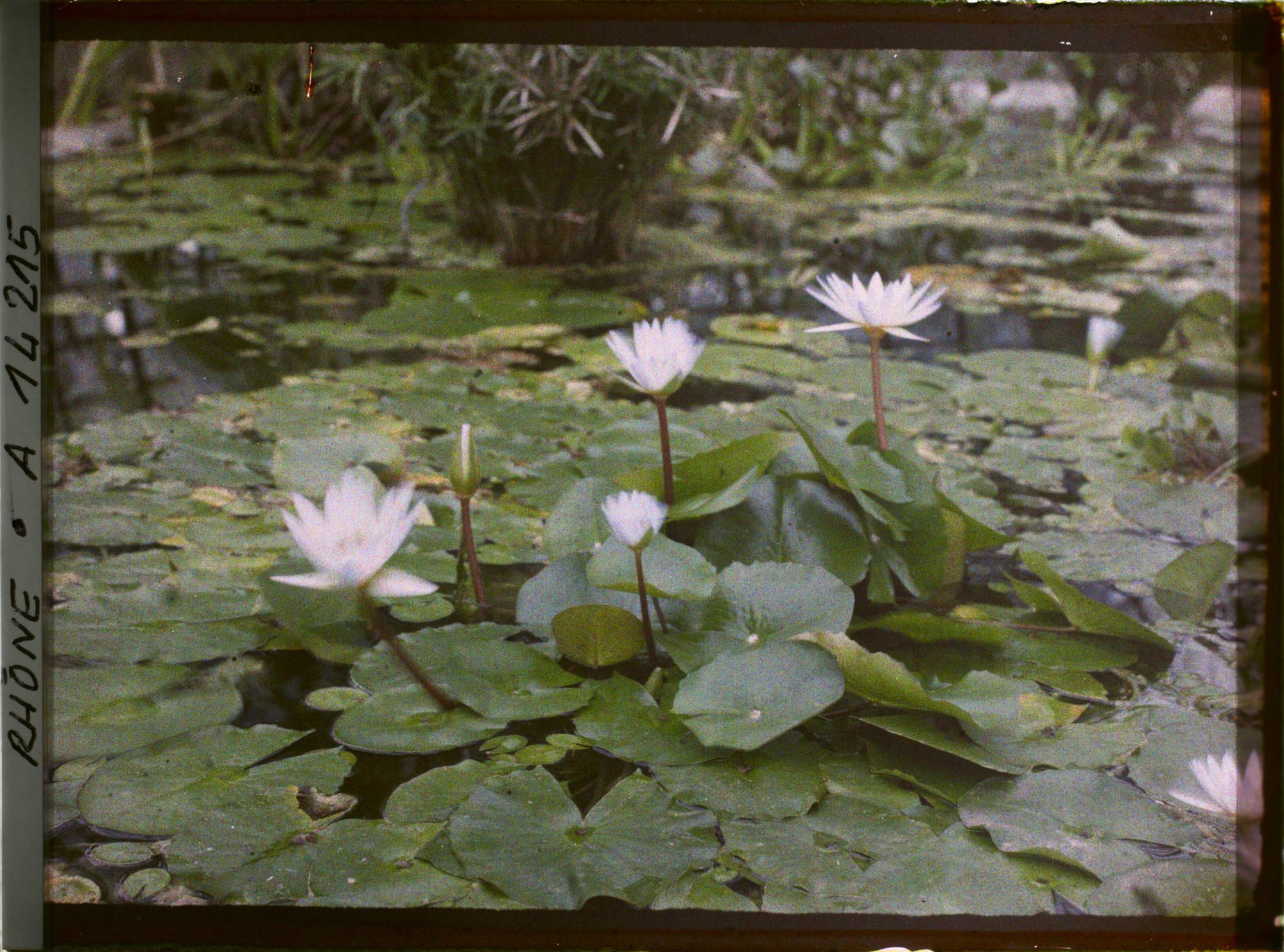 Image représentant Parc de la Tête d'Or