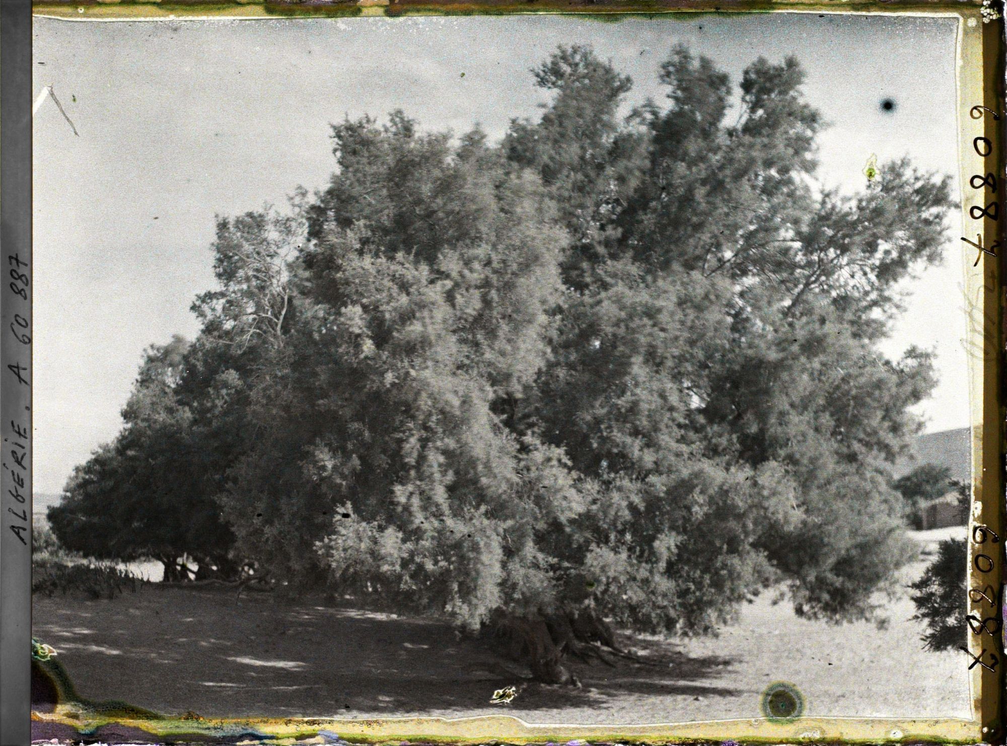 Image représentant Tamarins dans l'oued Sefra