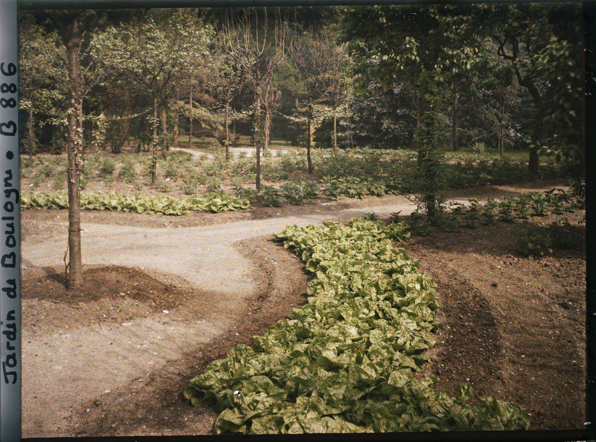 Image représentant Rond-point bordé de légumes et partie nord-ouest du verger-roseraie, vus vers la dépendance ?